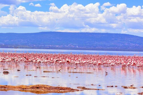 Гостиница Lake Nakuru Lodge