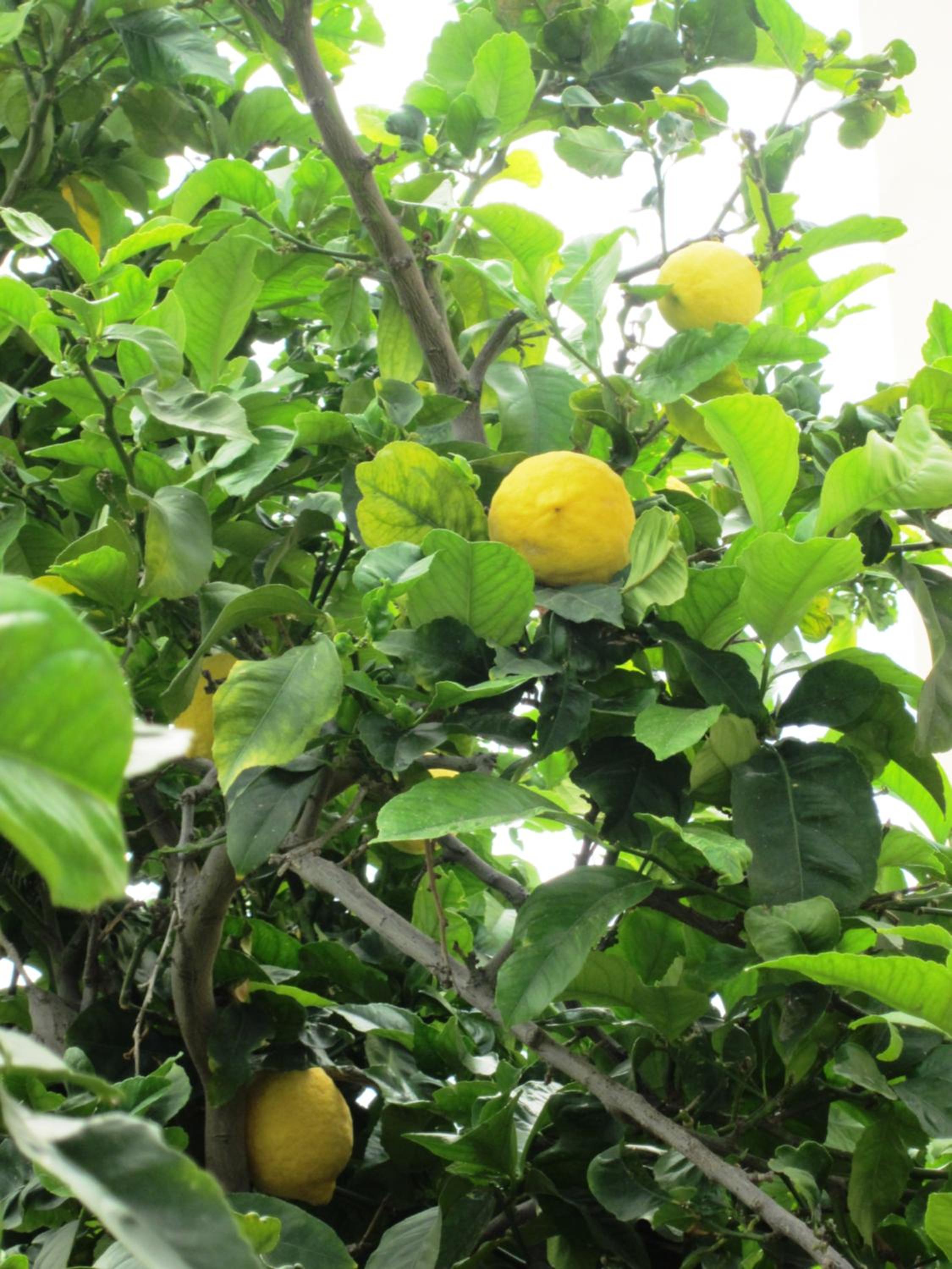 Фото Georgia Apartments