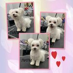 Tanya Grooming (Buyuk Ipak Yuli Street, 77), pet salon