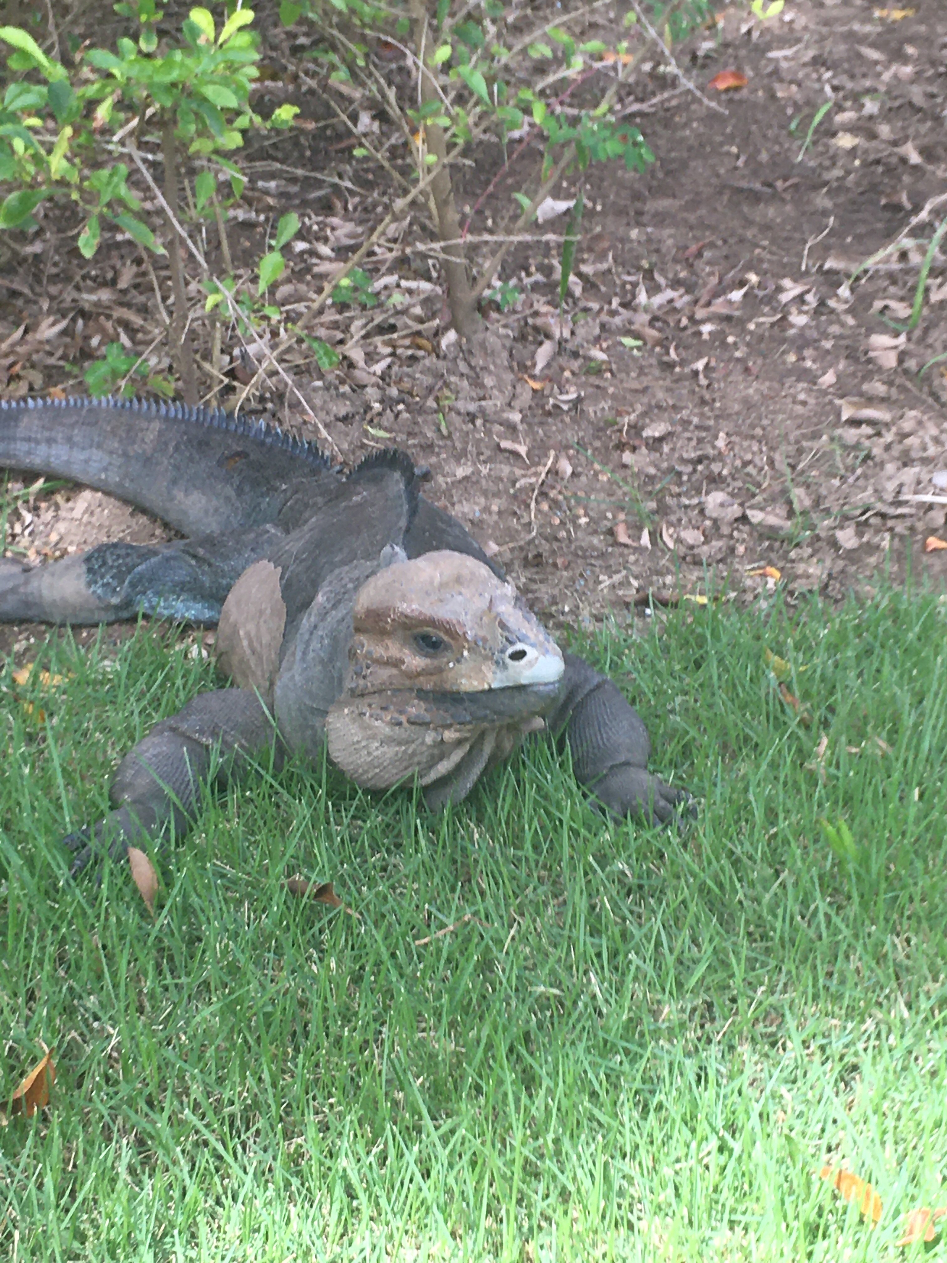 Фото Bavaro Princess Resort SPA And Casino