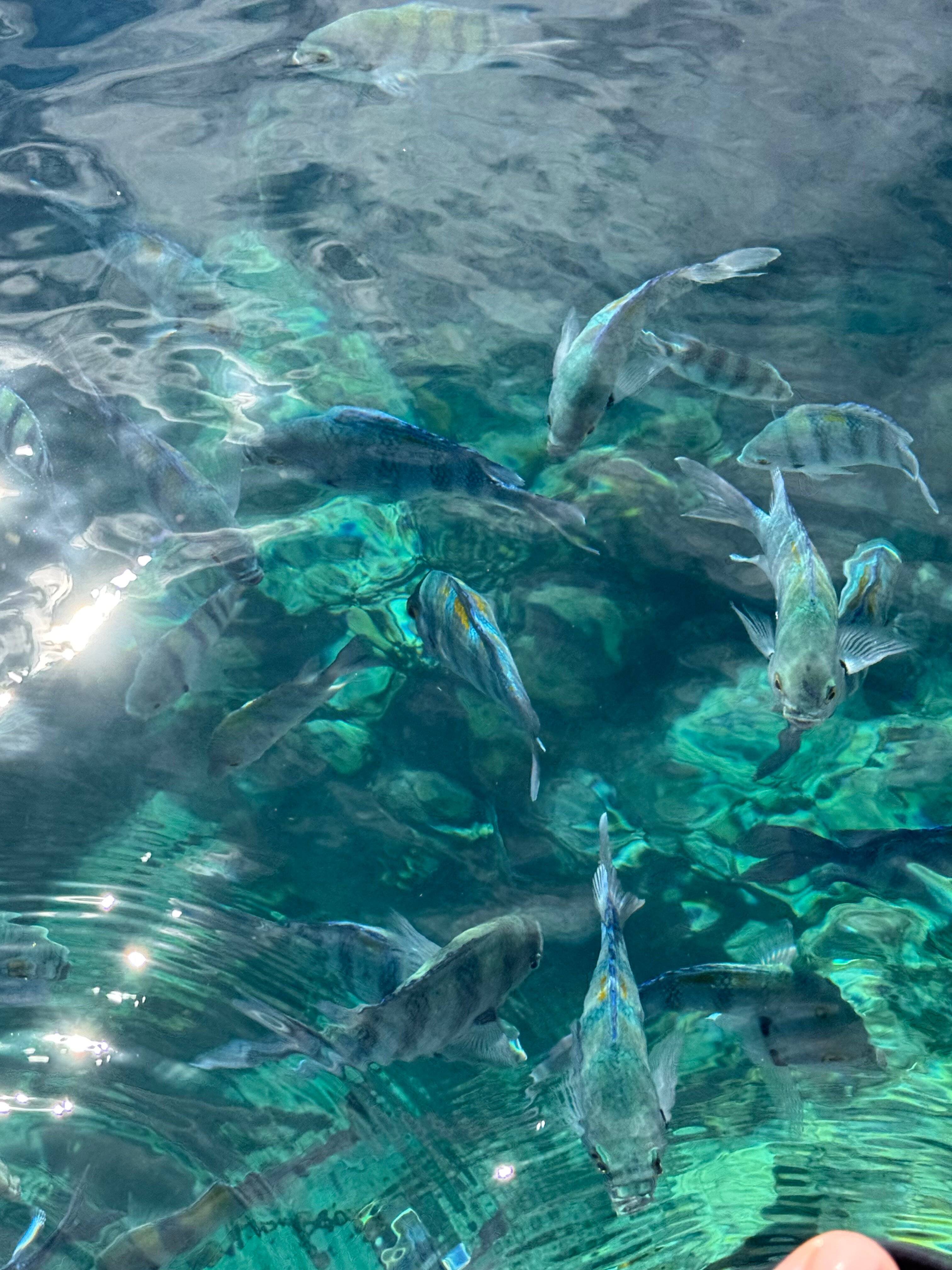 Фото Concorde El Salam Sharm El Sheikh Sport