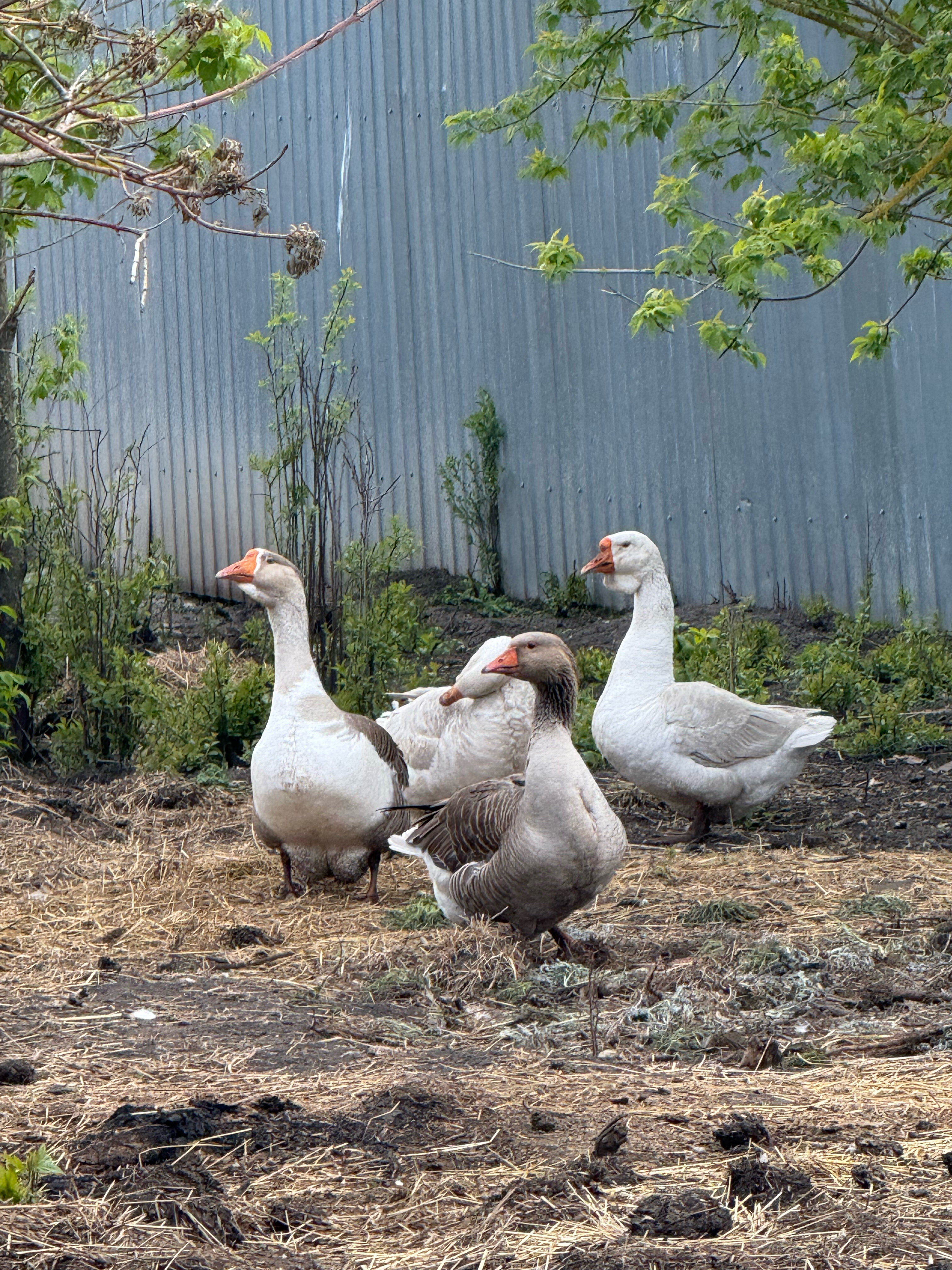 Фото Соты & Варенье