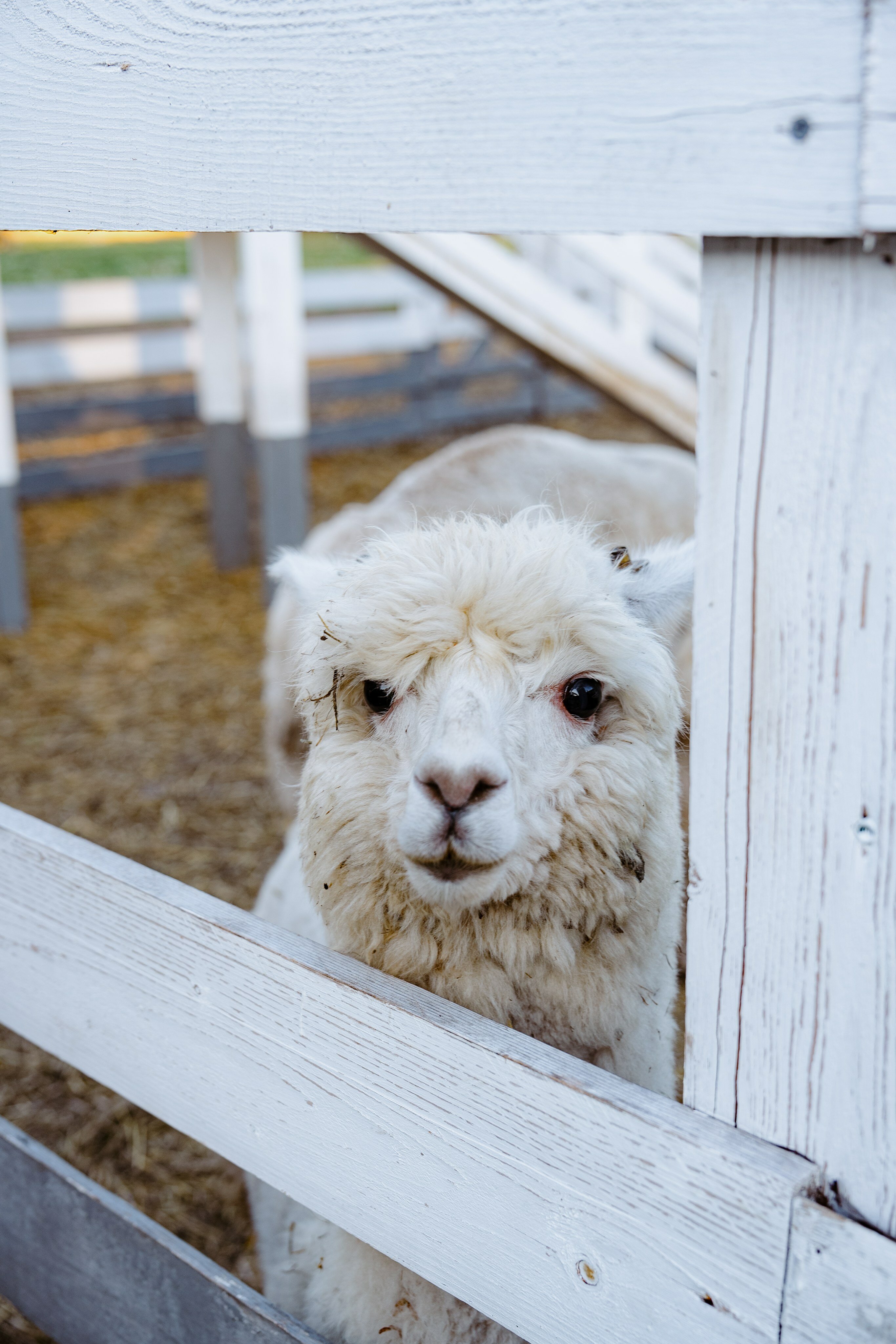 Фото Пара Альпак