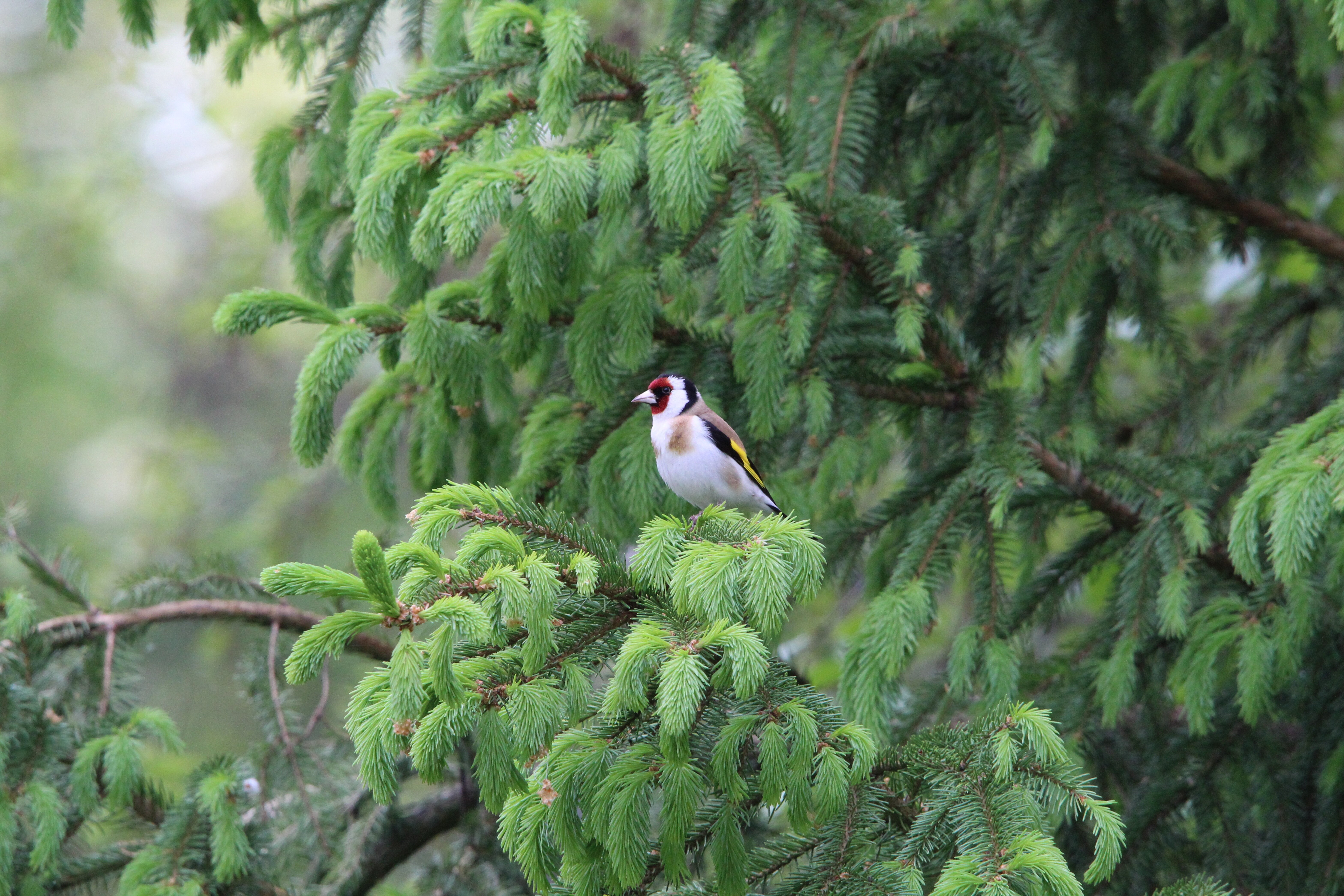 Фото Талони