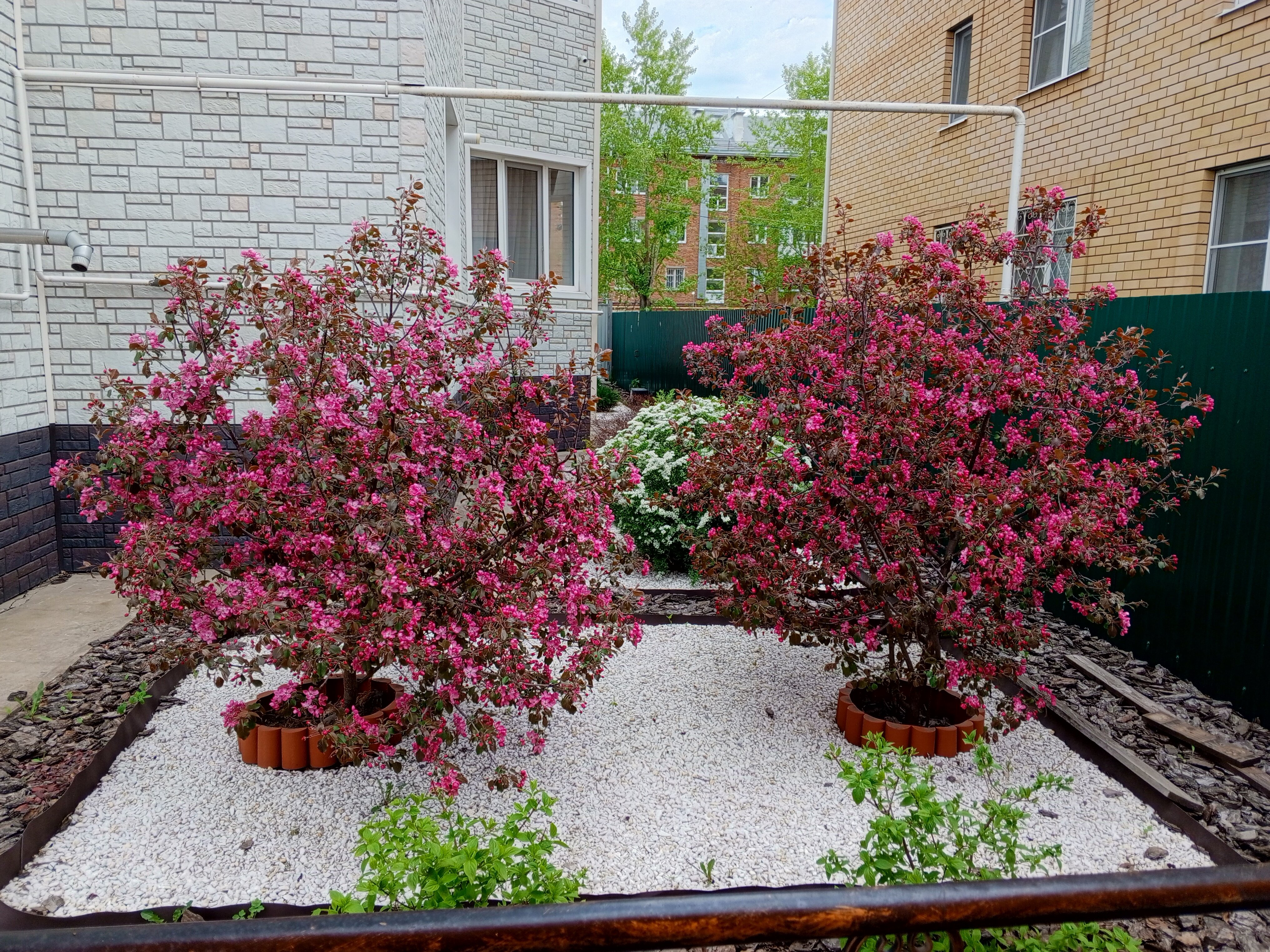 Фото Эдельвейс