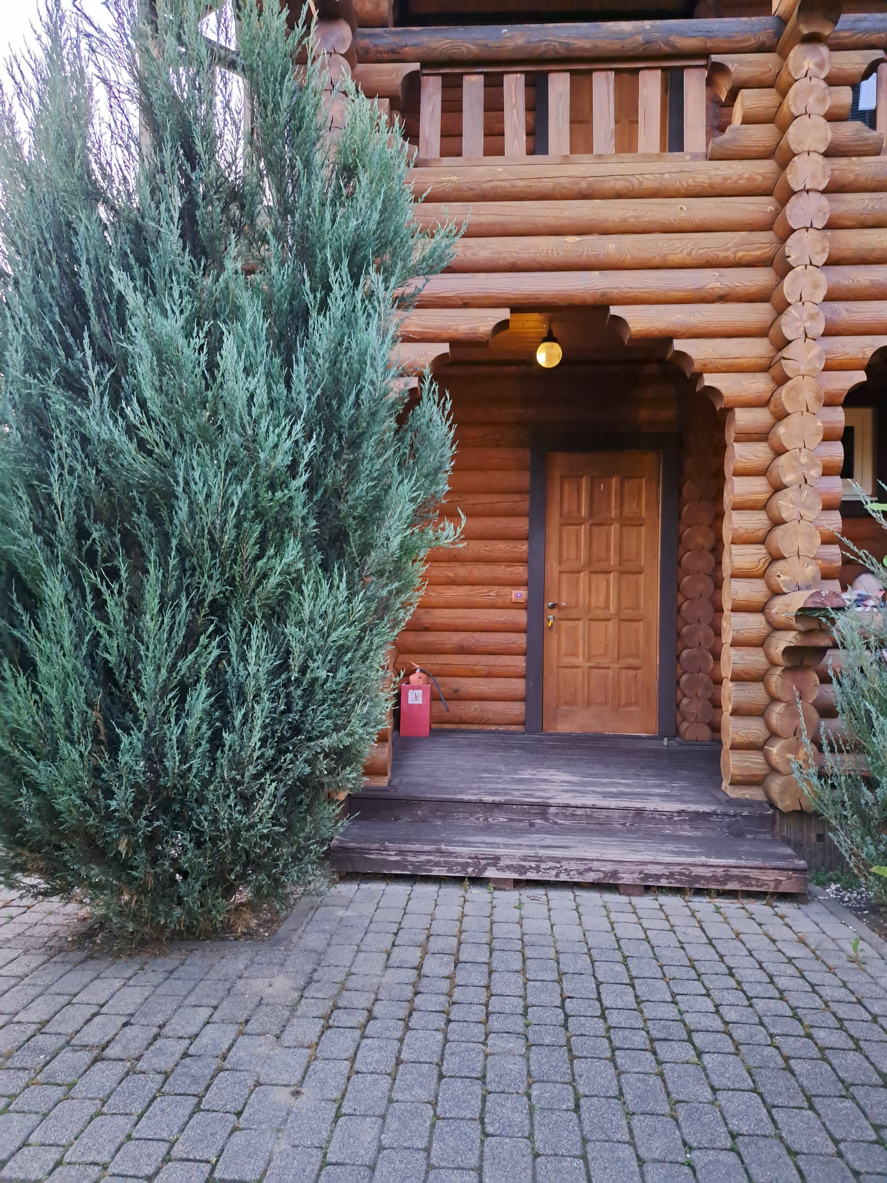 Фото Вербена