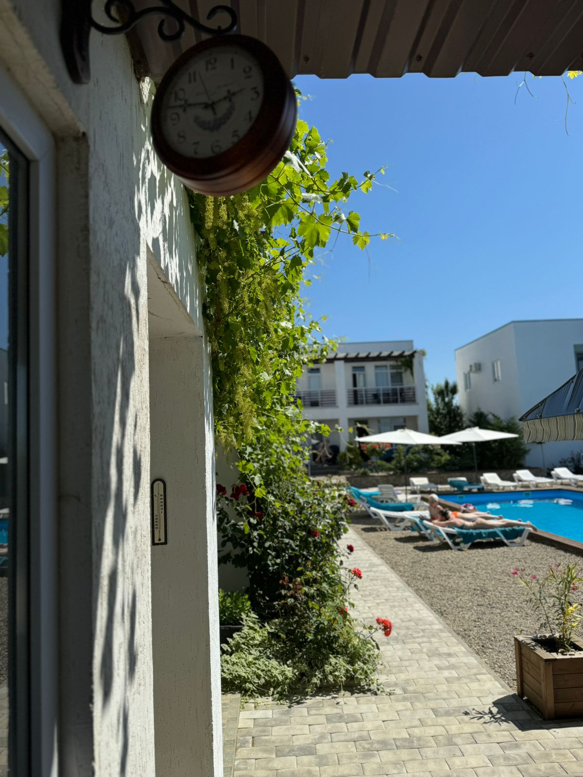 Фото Гранд Камелия