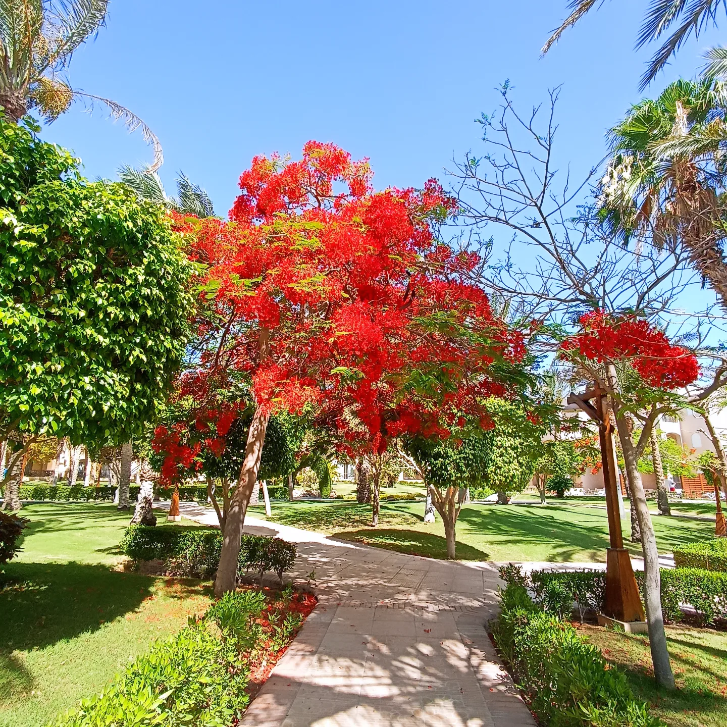 Фото Iberotel Redsina