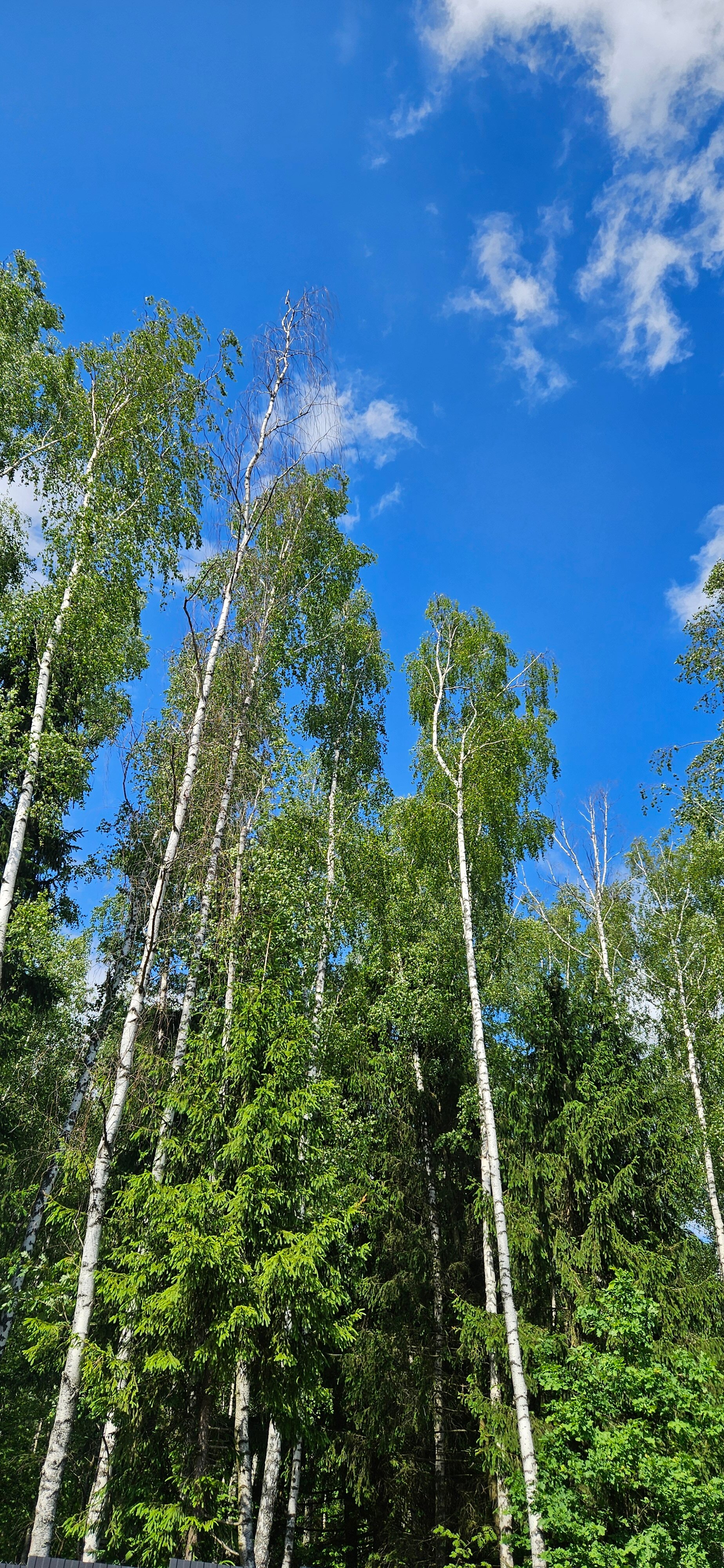 Фото Bereza Country