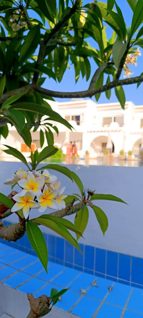 Фото Iberotel Palace