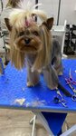 BenJo (Volkhovskiy Lane, 4), pet salon