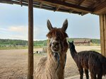 Ферма в Карелии (posyolok Tiurula, Ladozhskaya ulitsa, 1), empresa agrícola