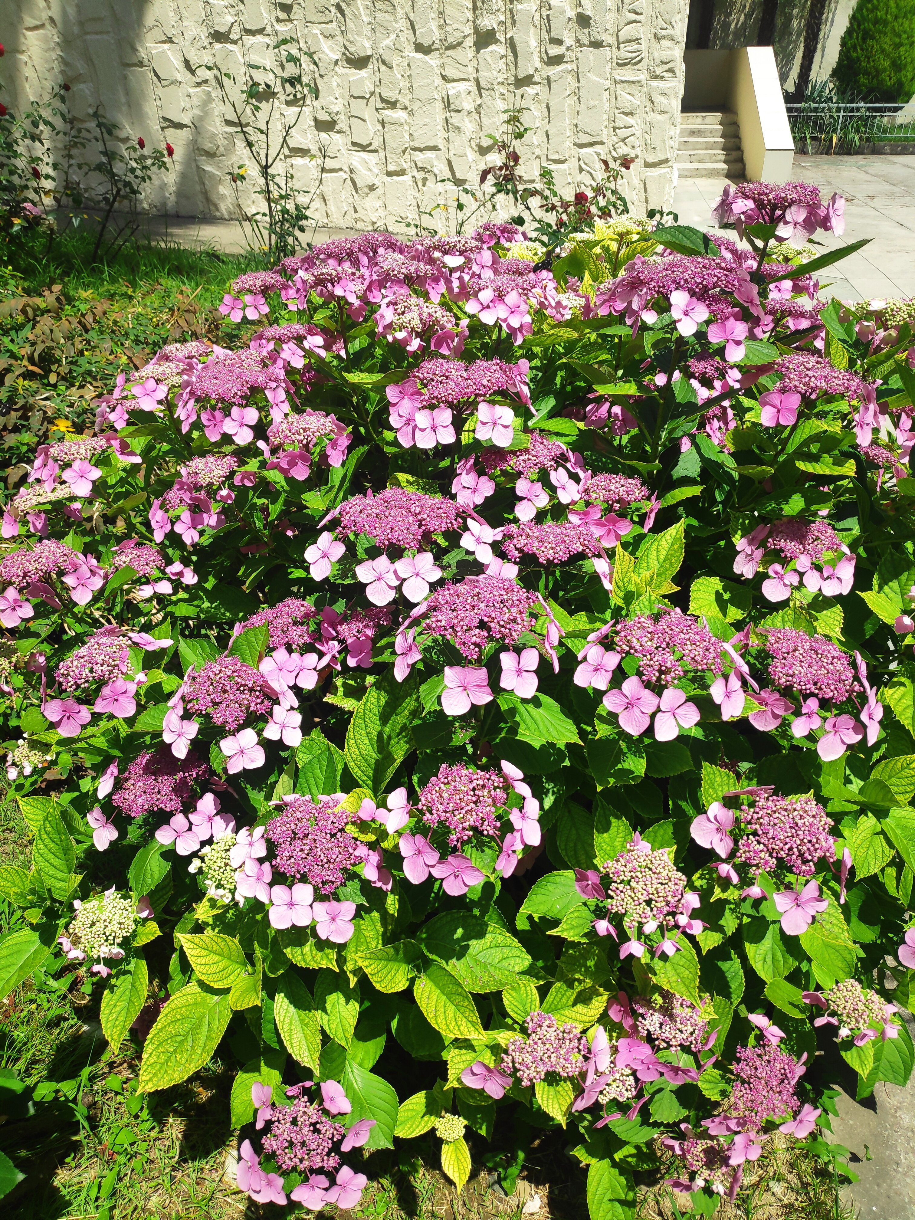 Фото Зелёная роща