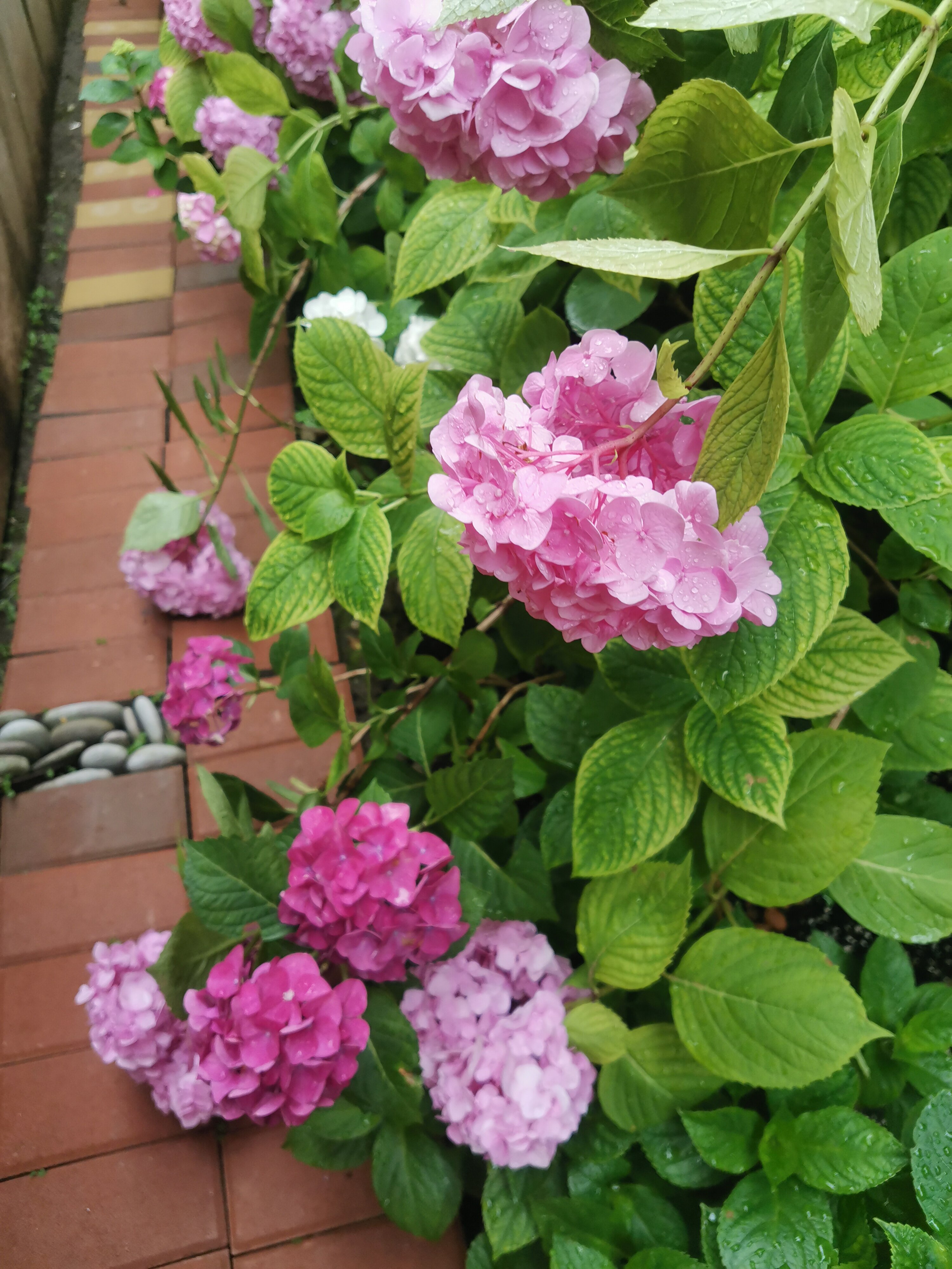 Фото Катран