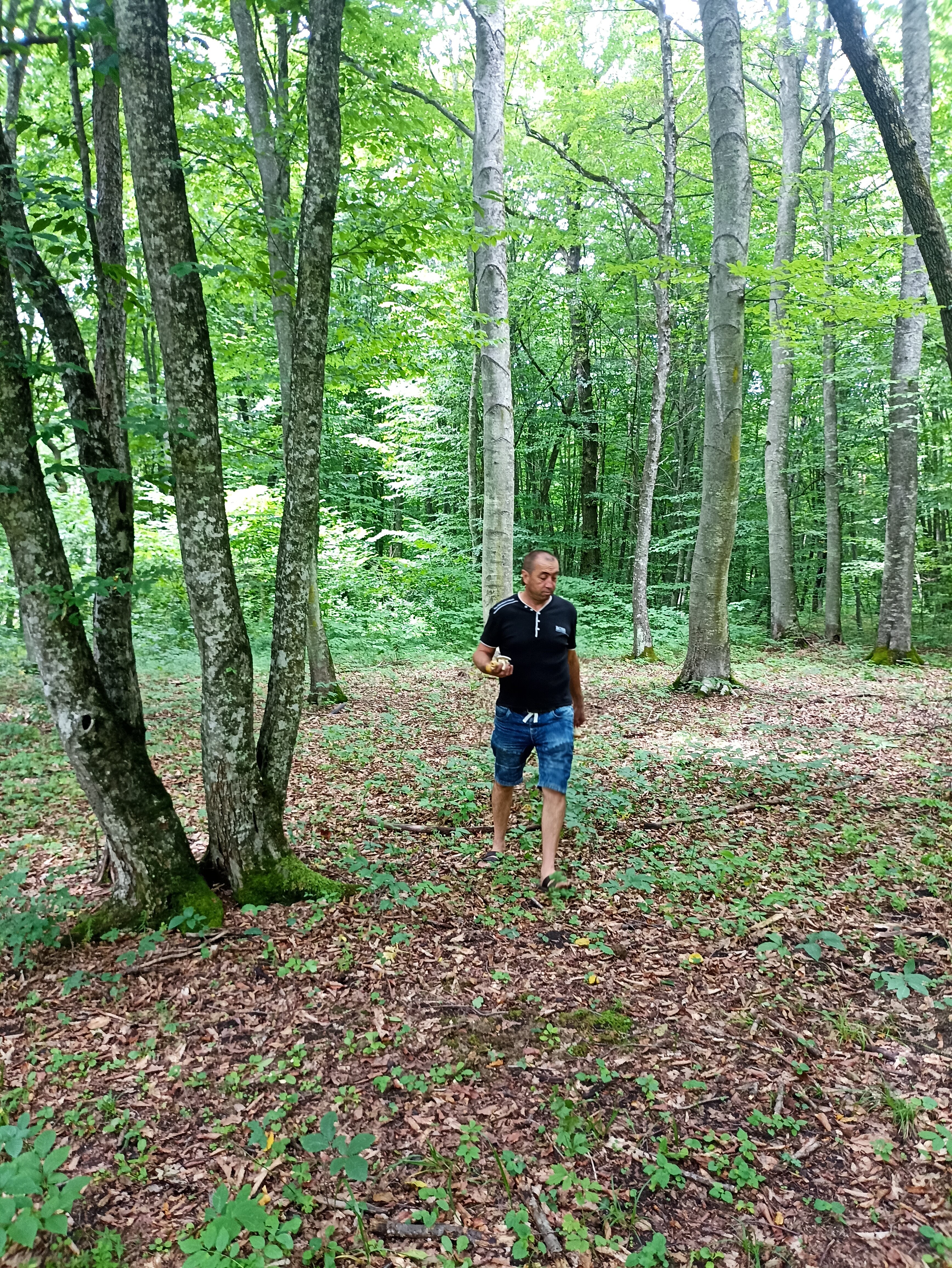 Фото Paradise Forest