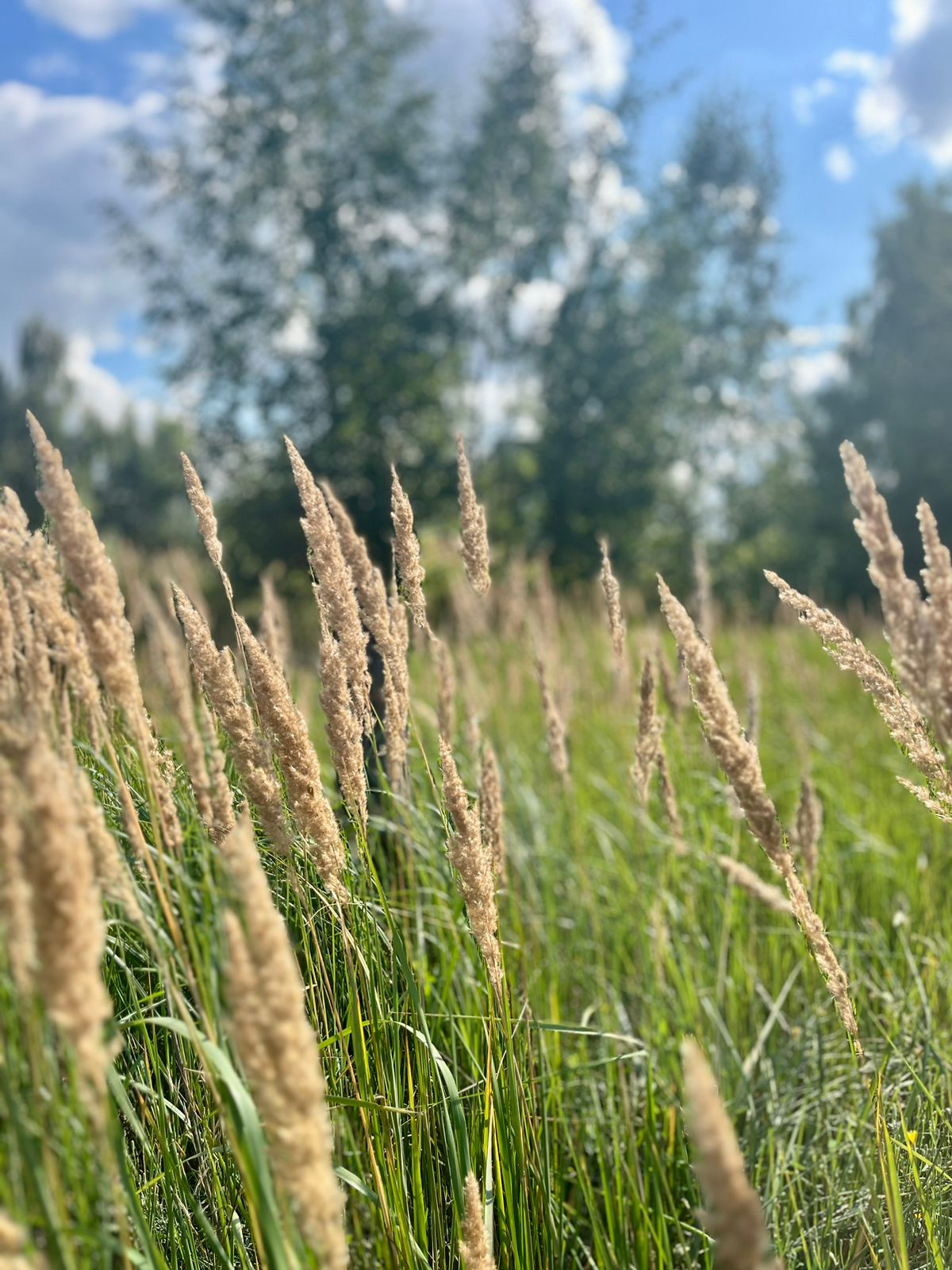 Фото Сумбулово