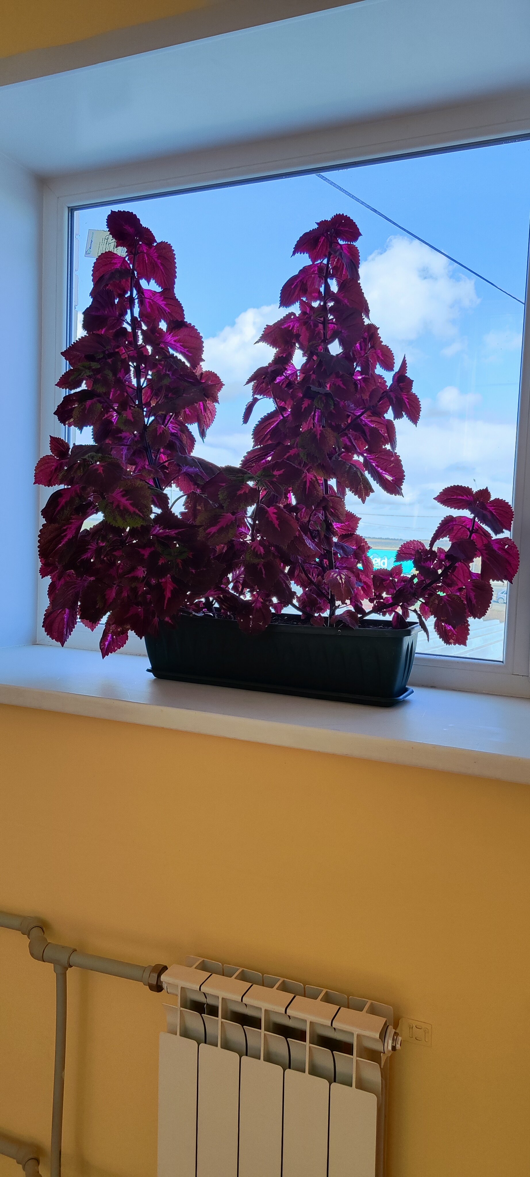 Фото Мясоедовский