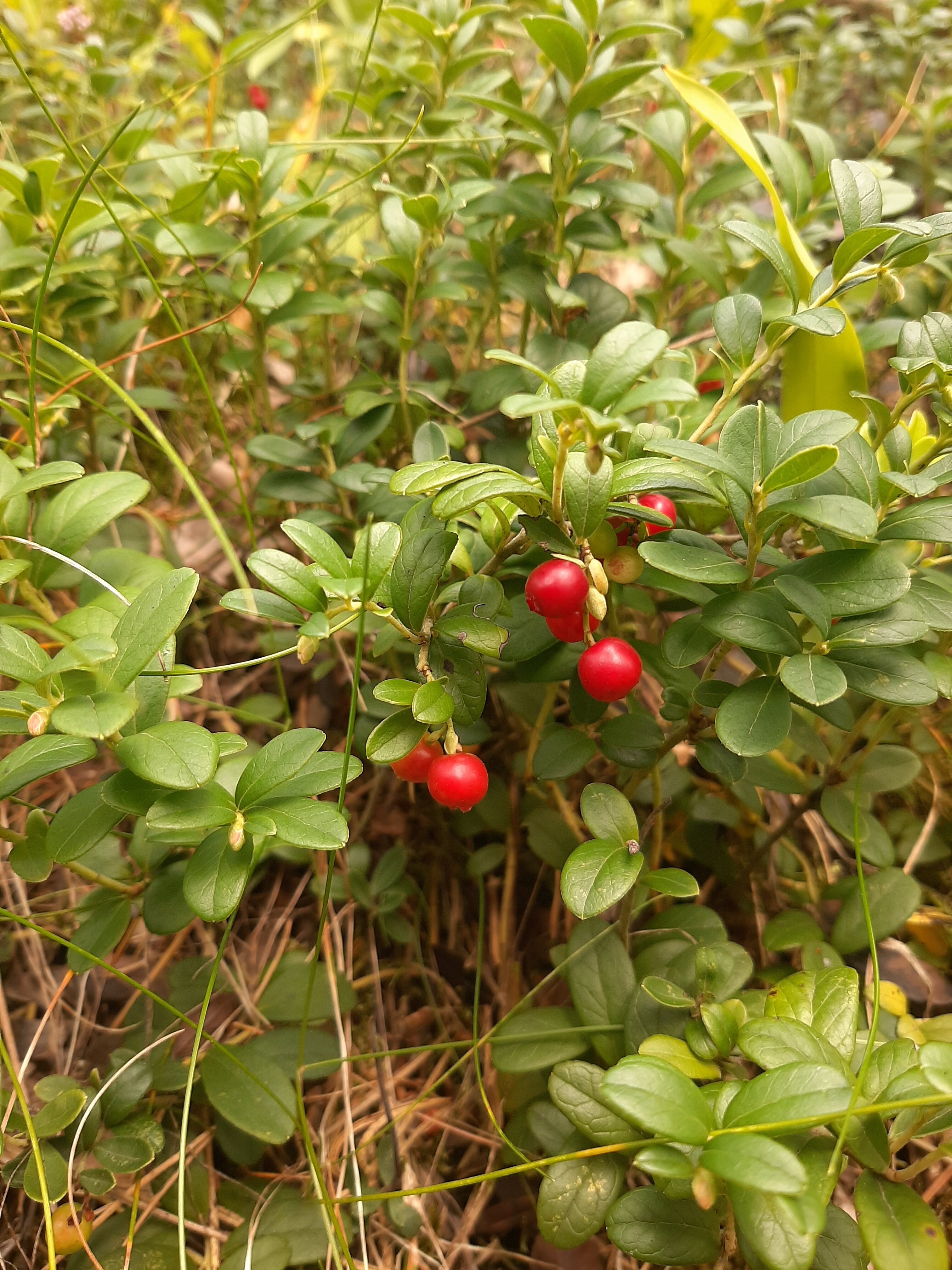 Фото Этнический хутор Каменная Карелия