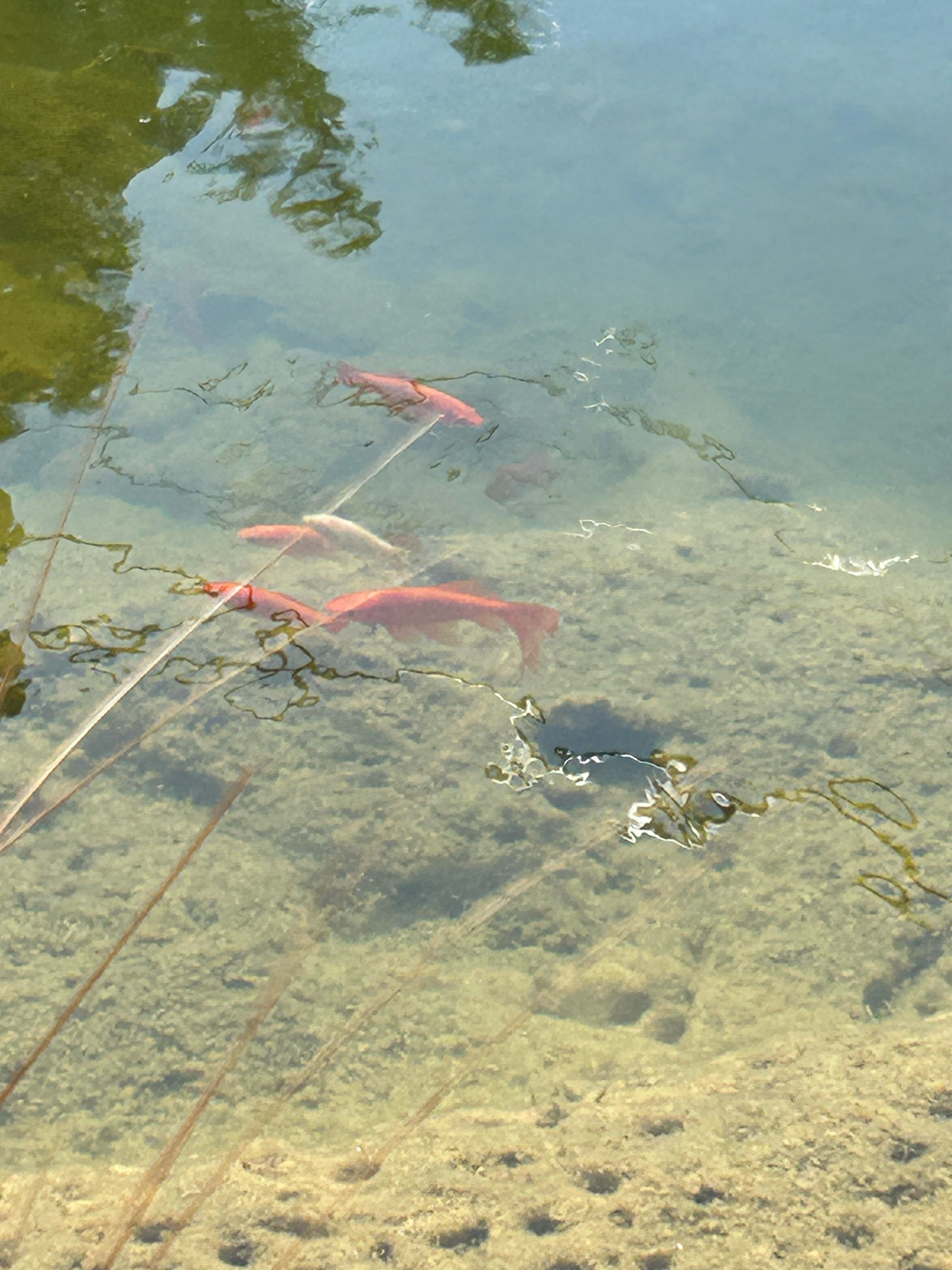 Фото Мишкина Дача