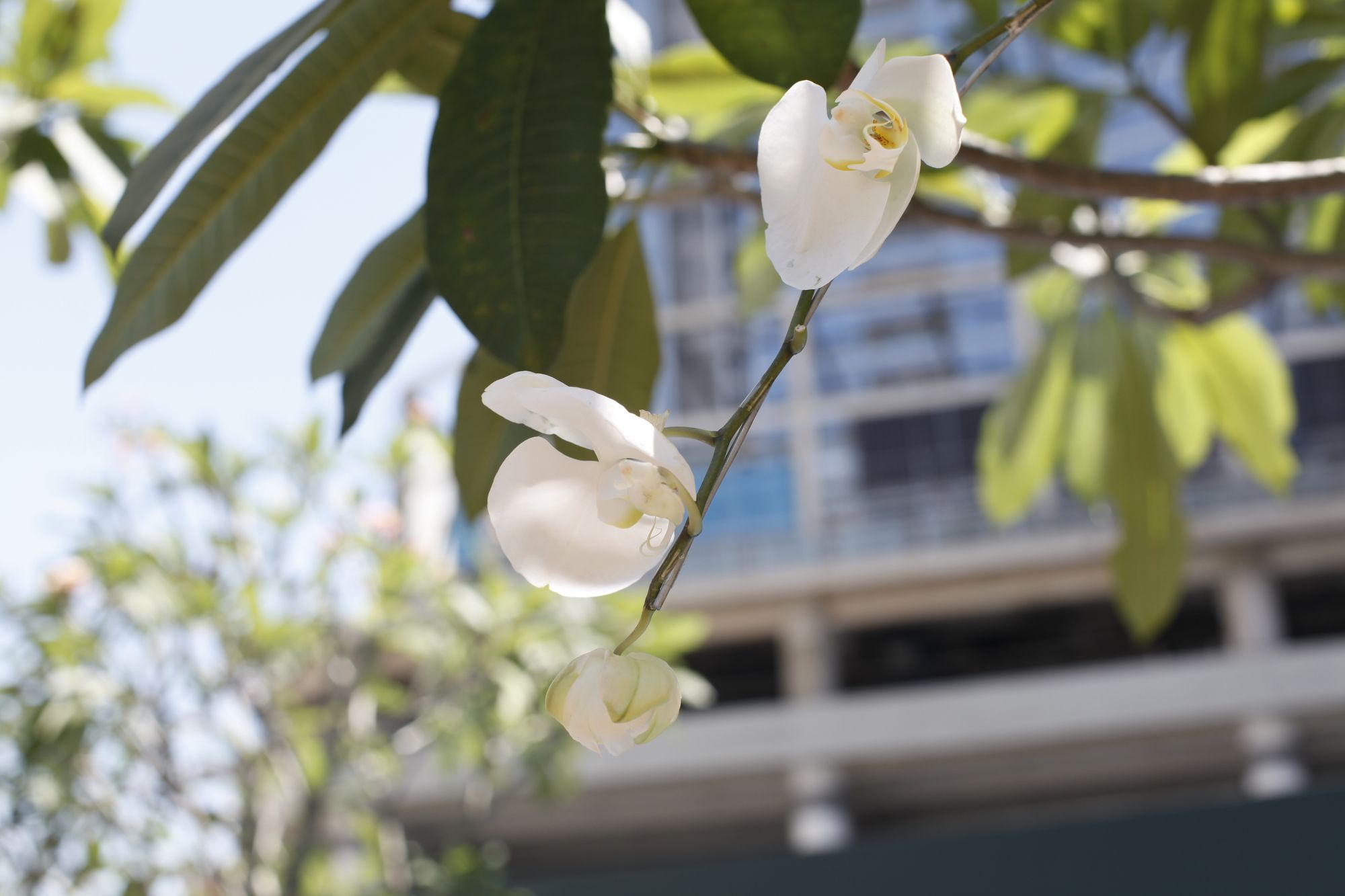 Фото Four Points by Sheraton Surabaya