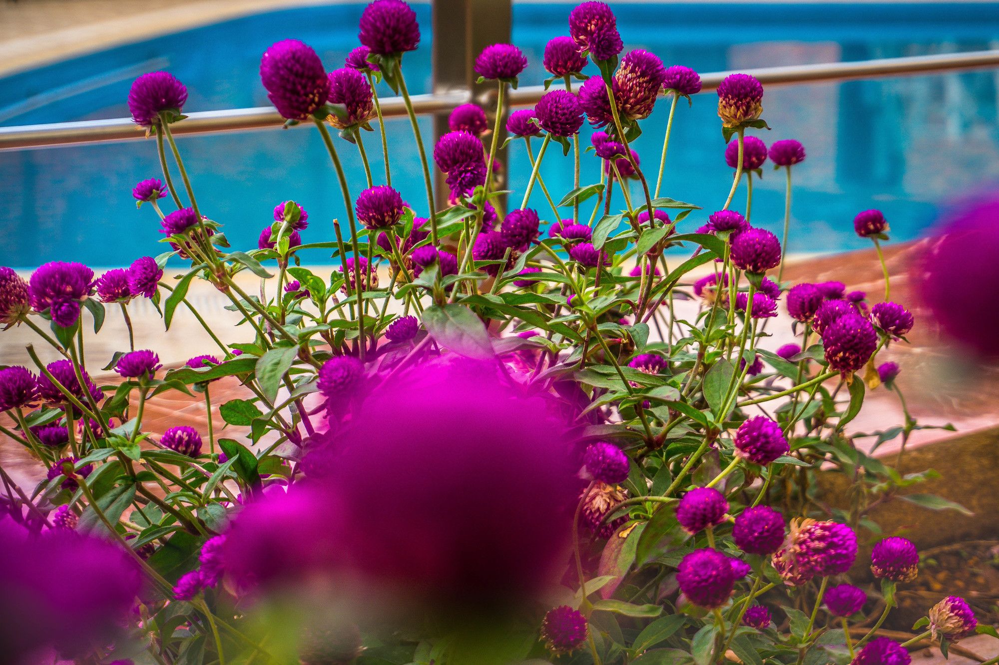 Фото Scheba Hotel