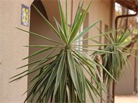 Фото Oasis Motel