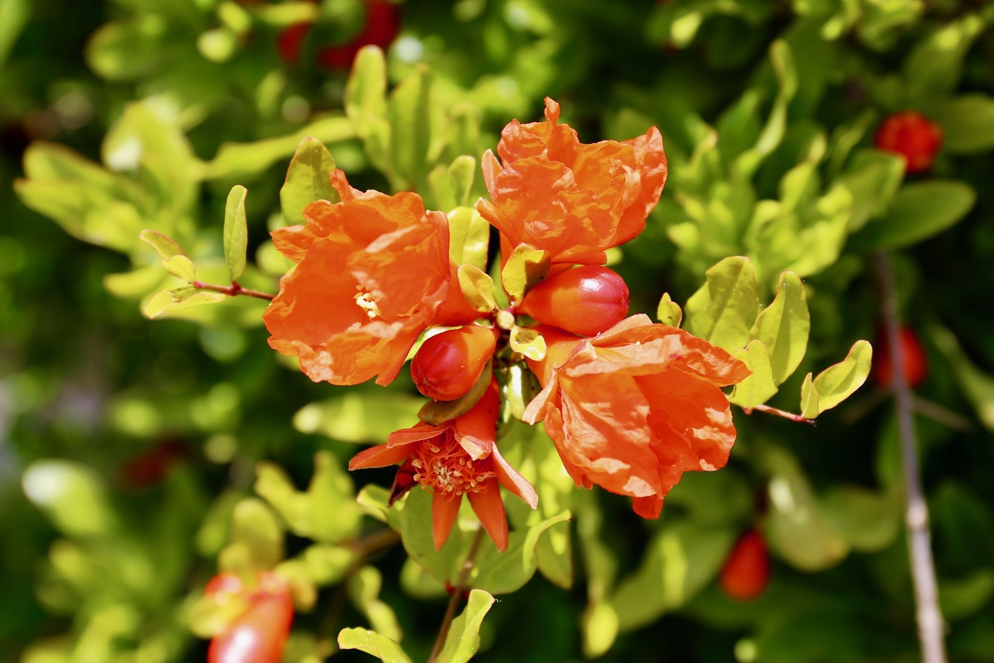 Фото Hotel Bougainville