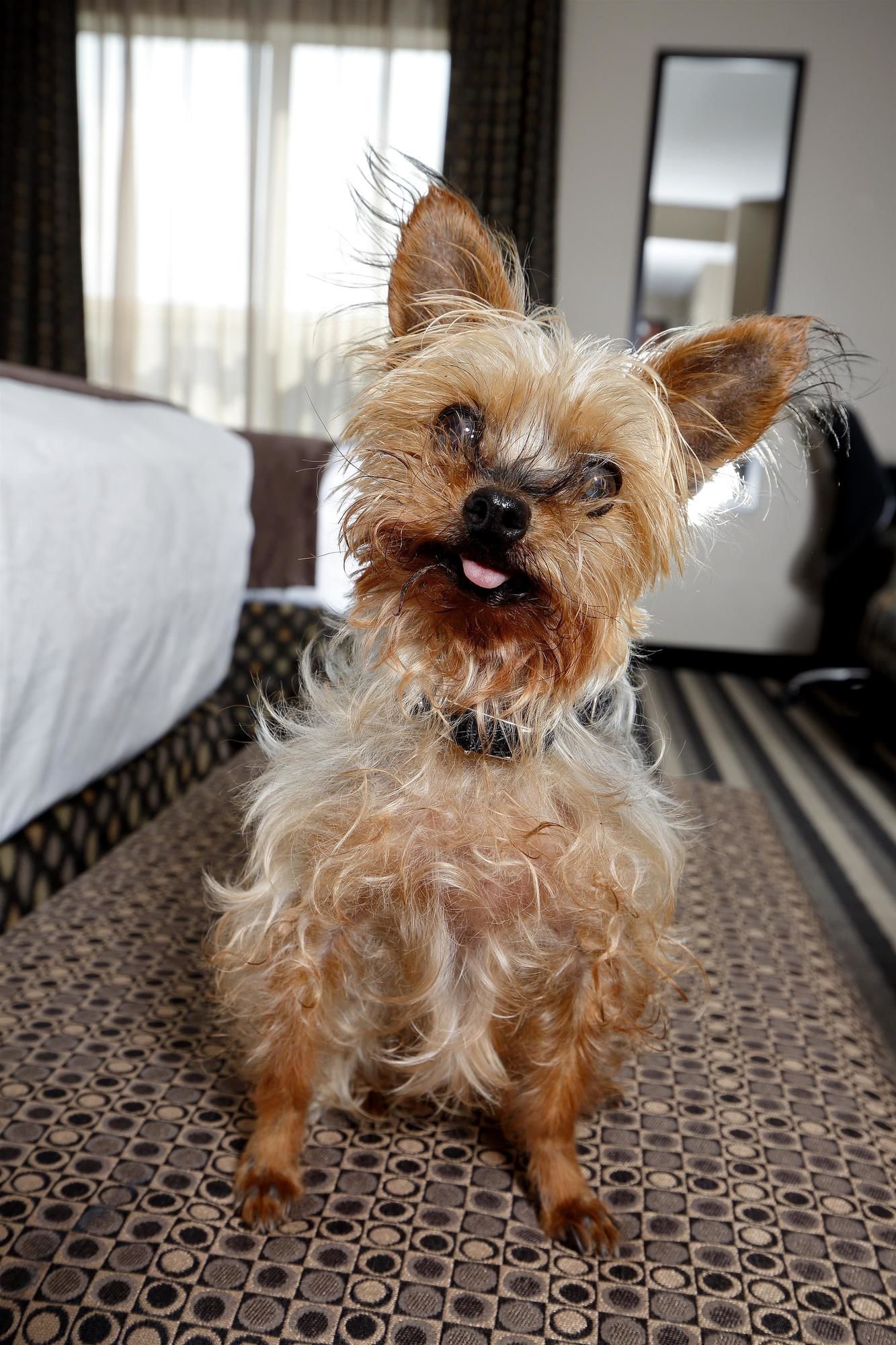 Фото Best Western Plus Blairmore