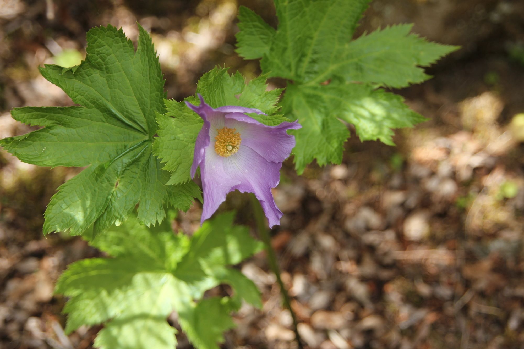 Фото Okunoin Hotel Tokugawa