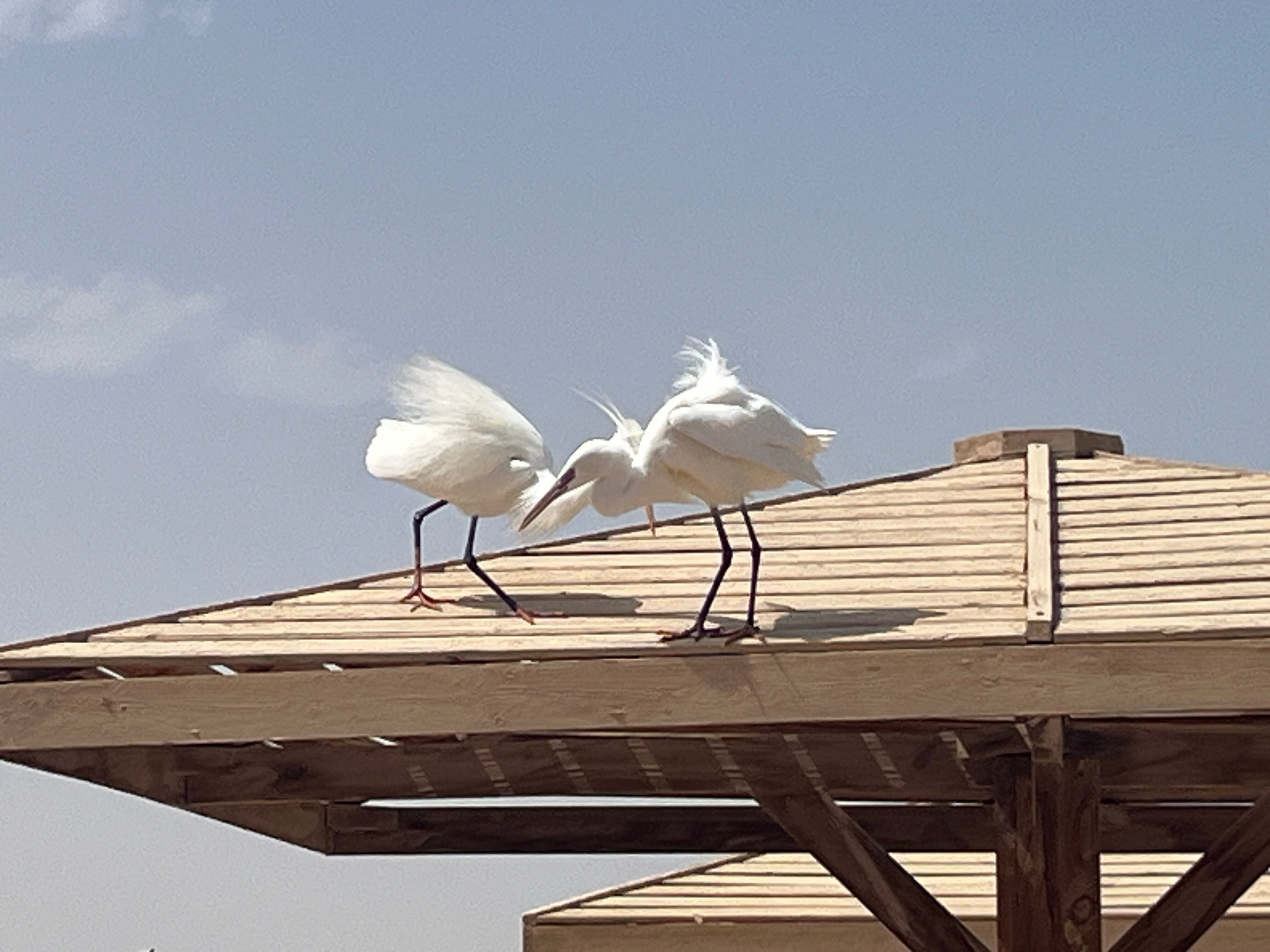 Фото Tropitel Sahl Hasheesh