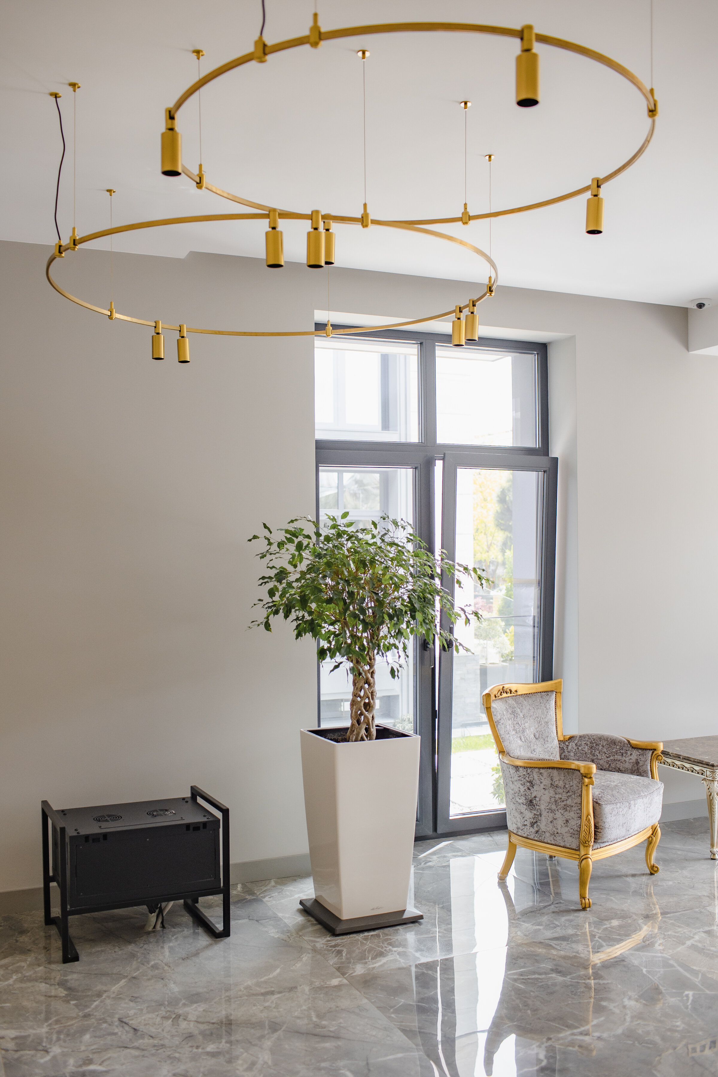 Фото Две оливы