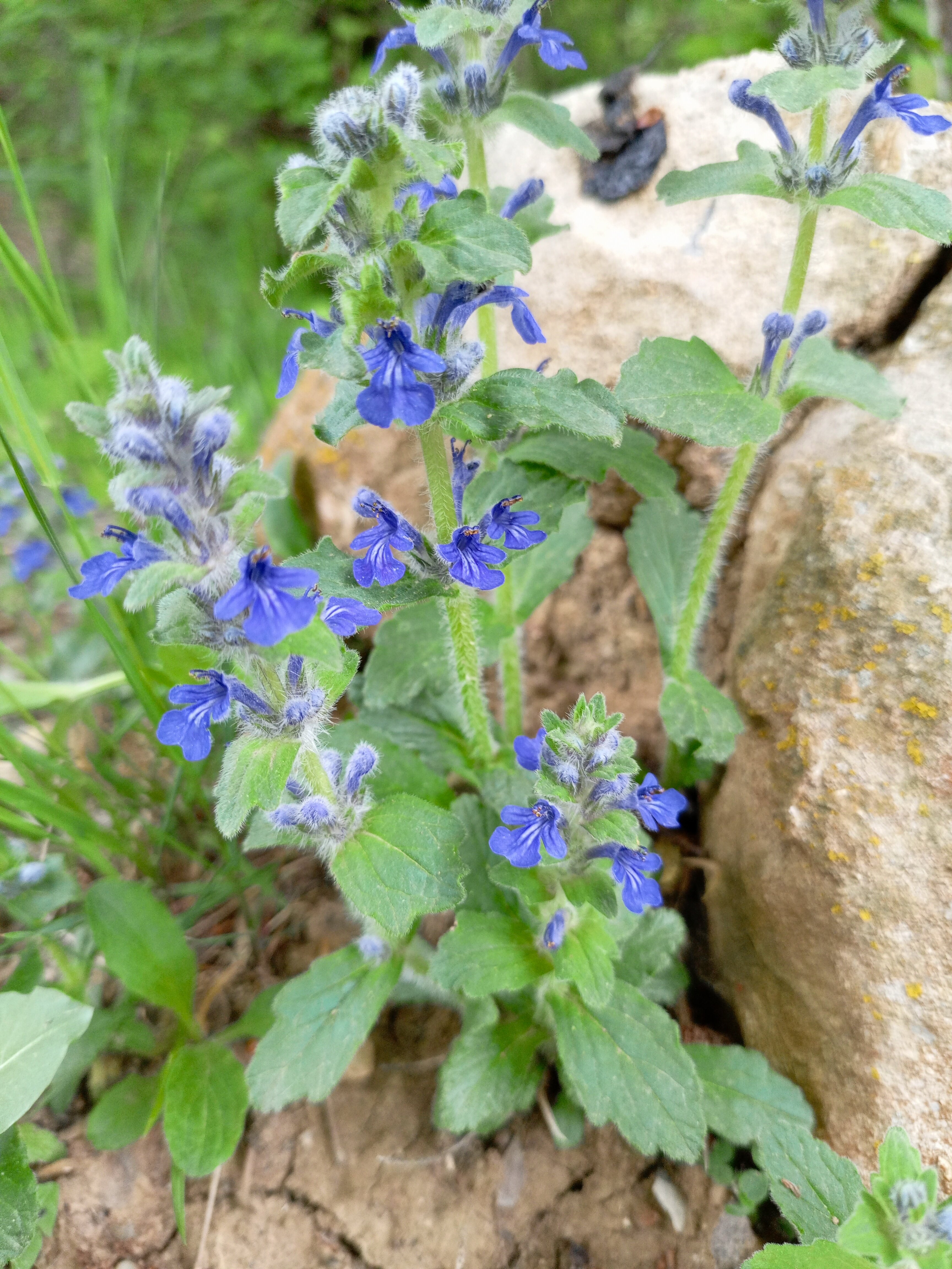 Фото Богатое ущелье