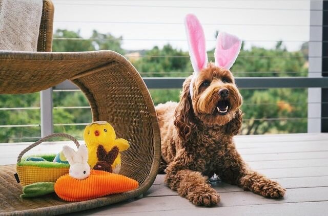 Pet shop The Doggy Be Collective, Dubai, photo