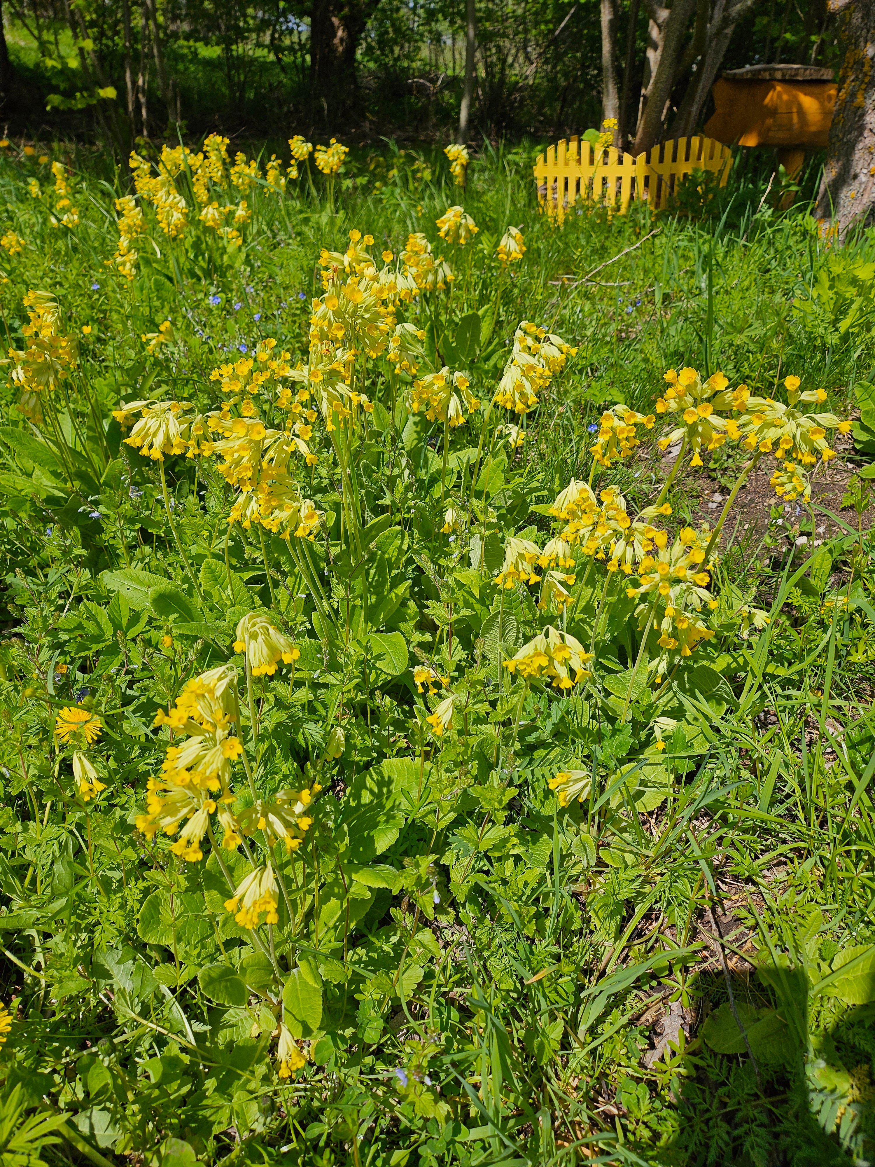 Фото Форт Логово в Бабариках