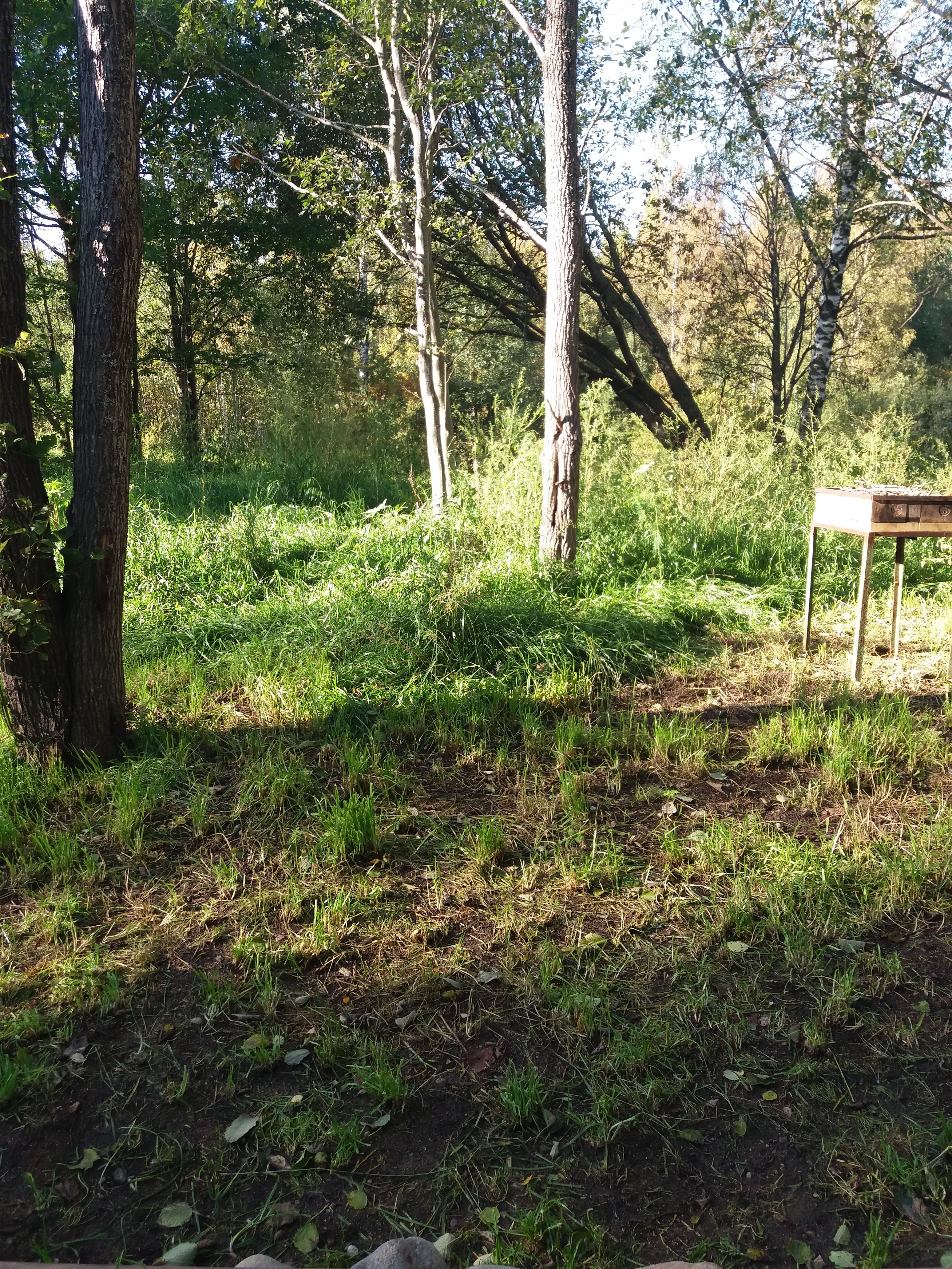 Фото Зелёный холм