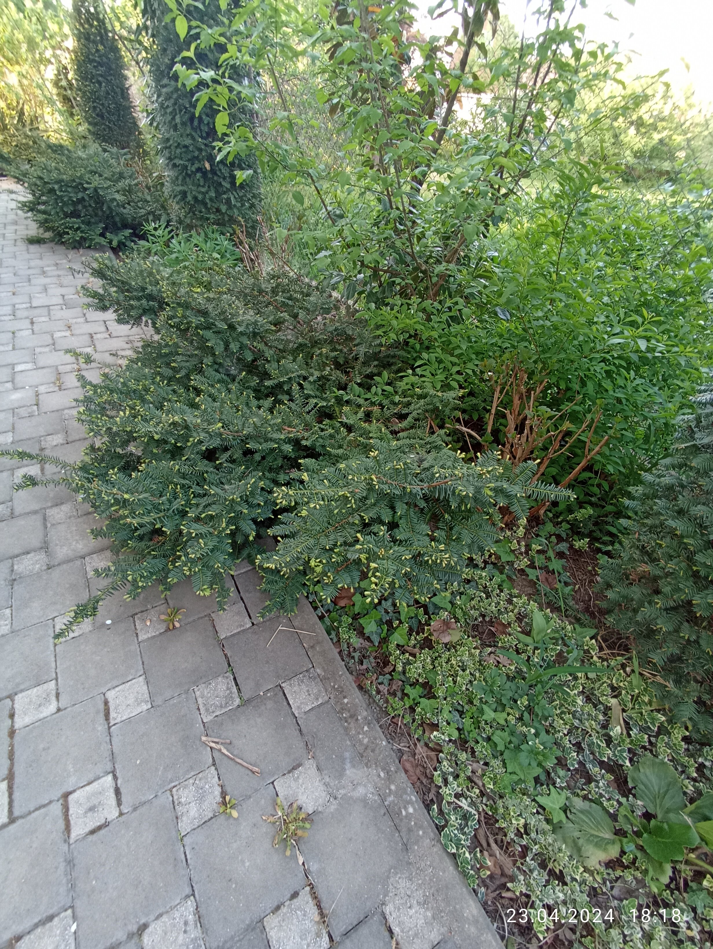 Фото Август