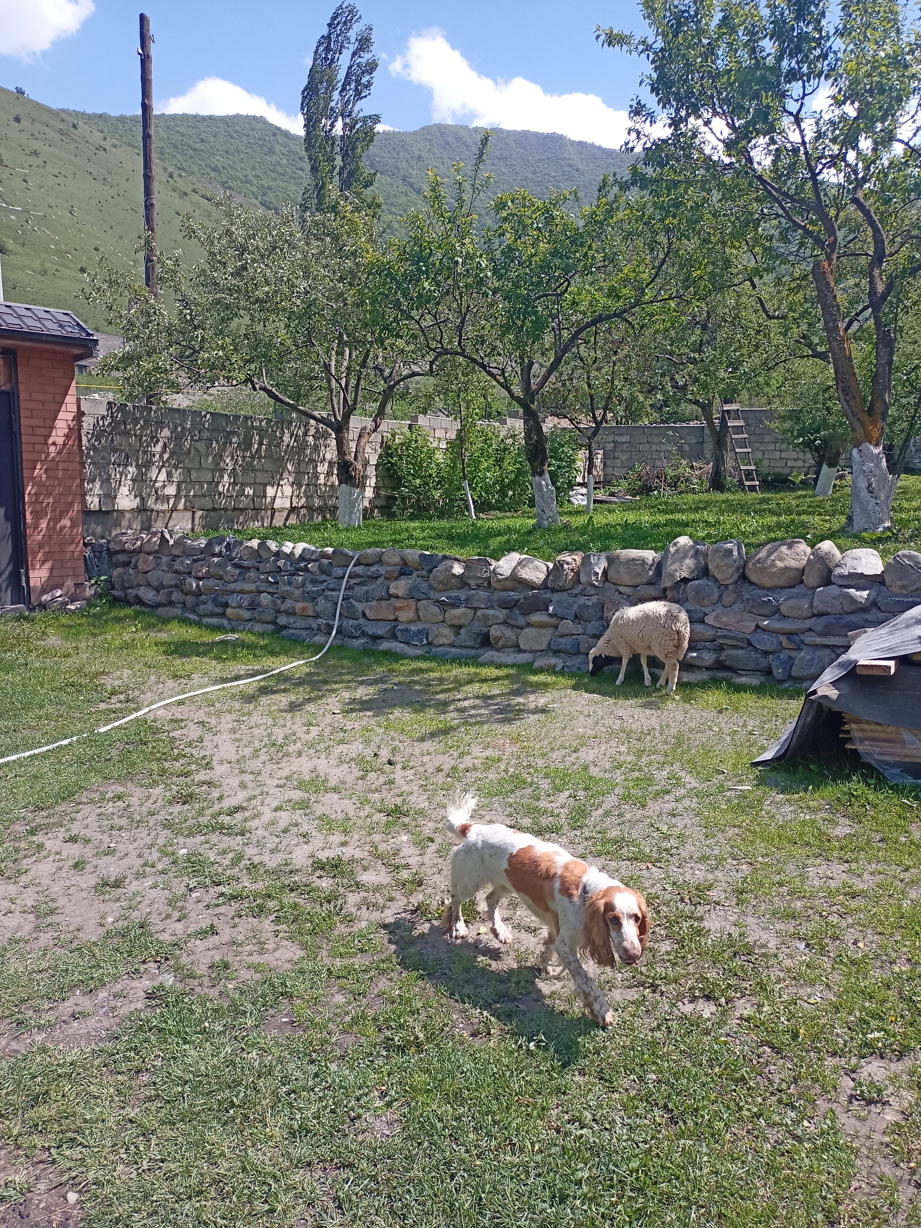 Фото Фруктовый Сад