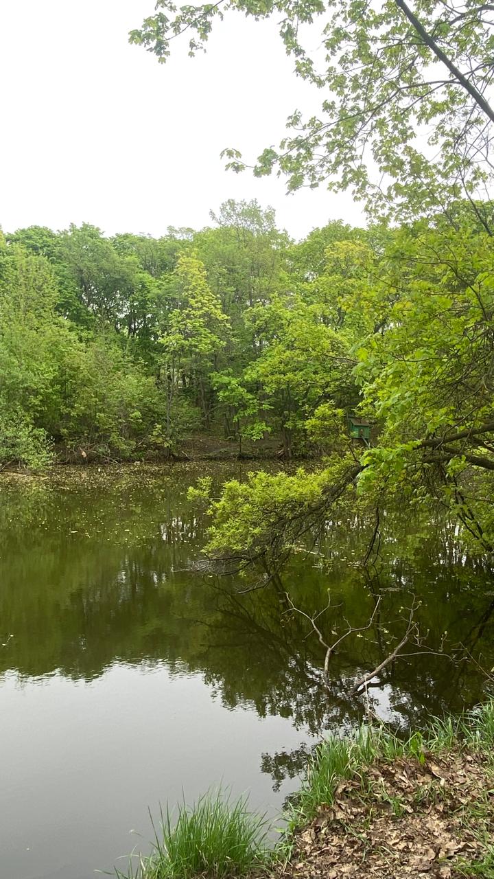 Фото В Лес Афрейм