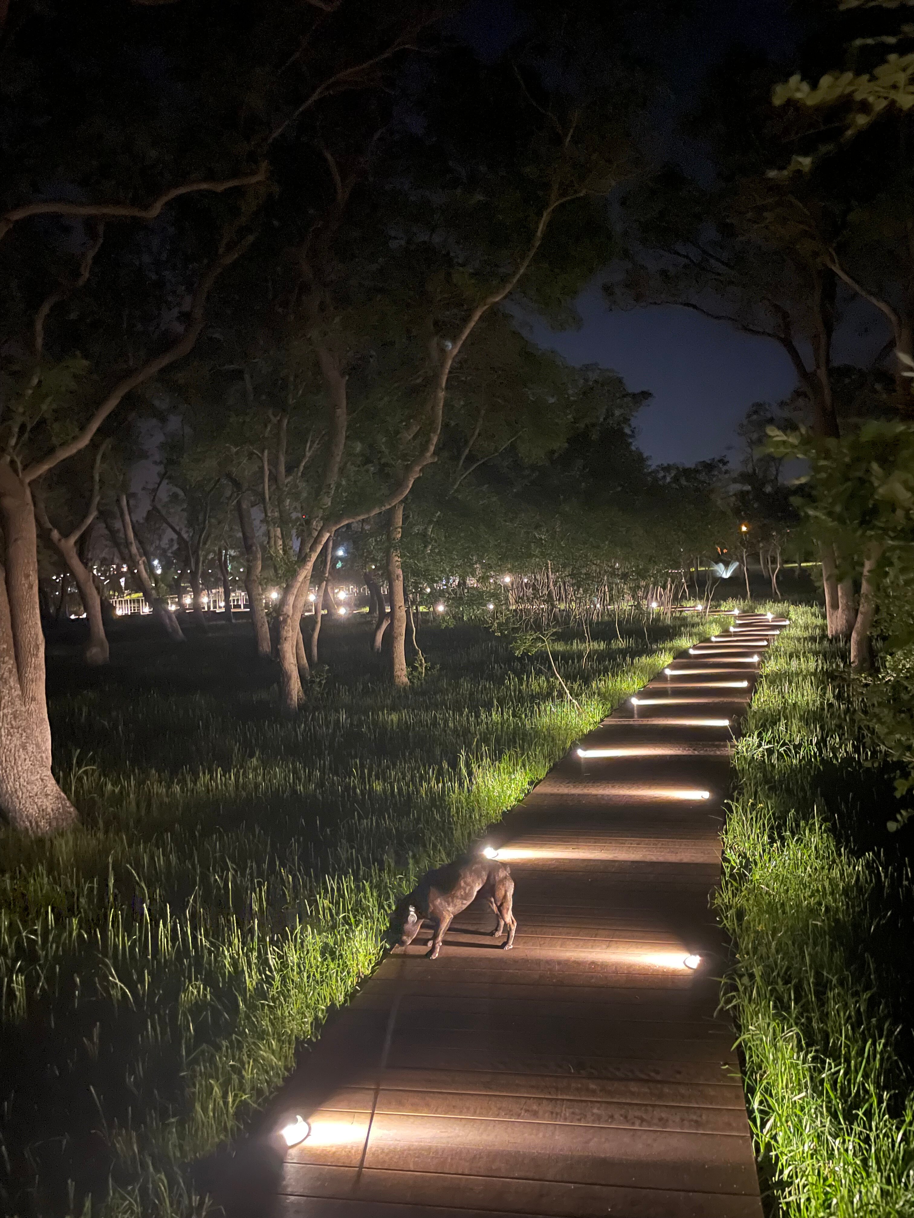 Фото Большая Черепаха