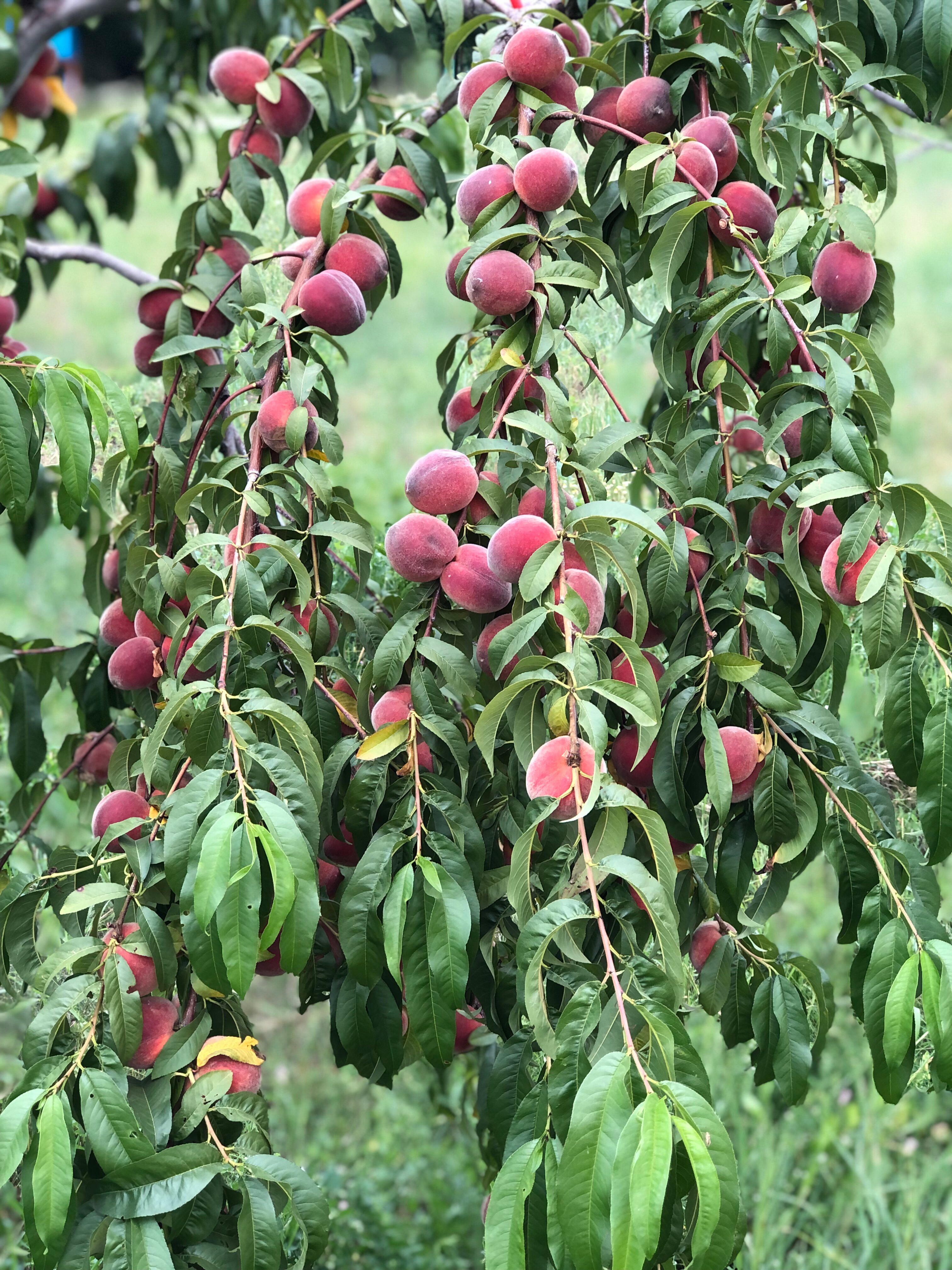 Фото Карский клуб