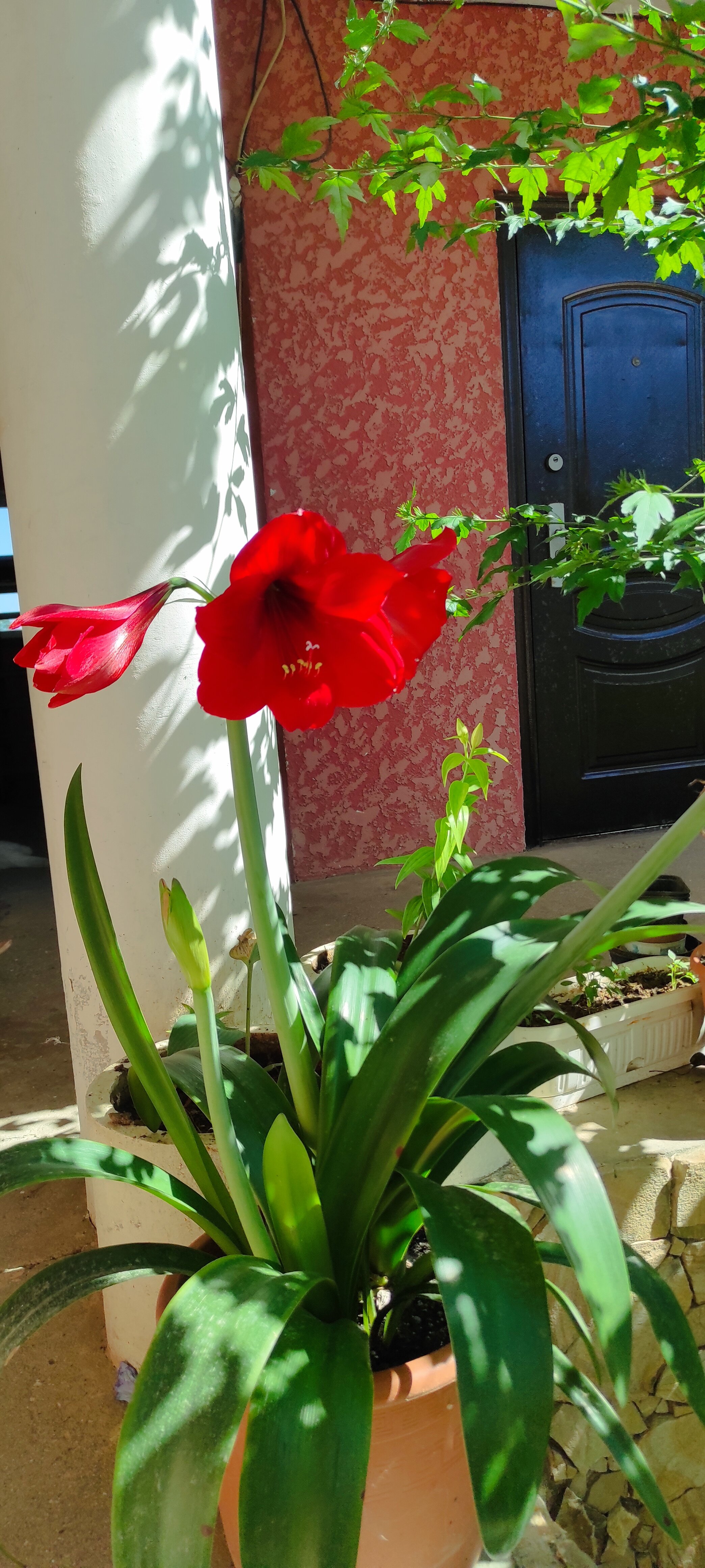 Фото Кëльнер Дом