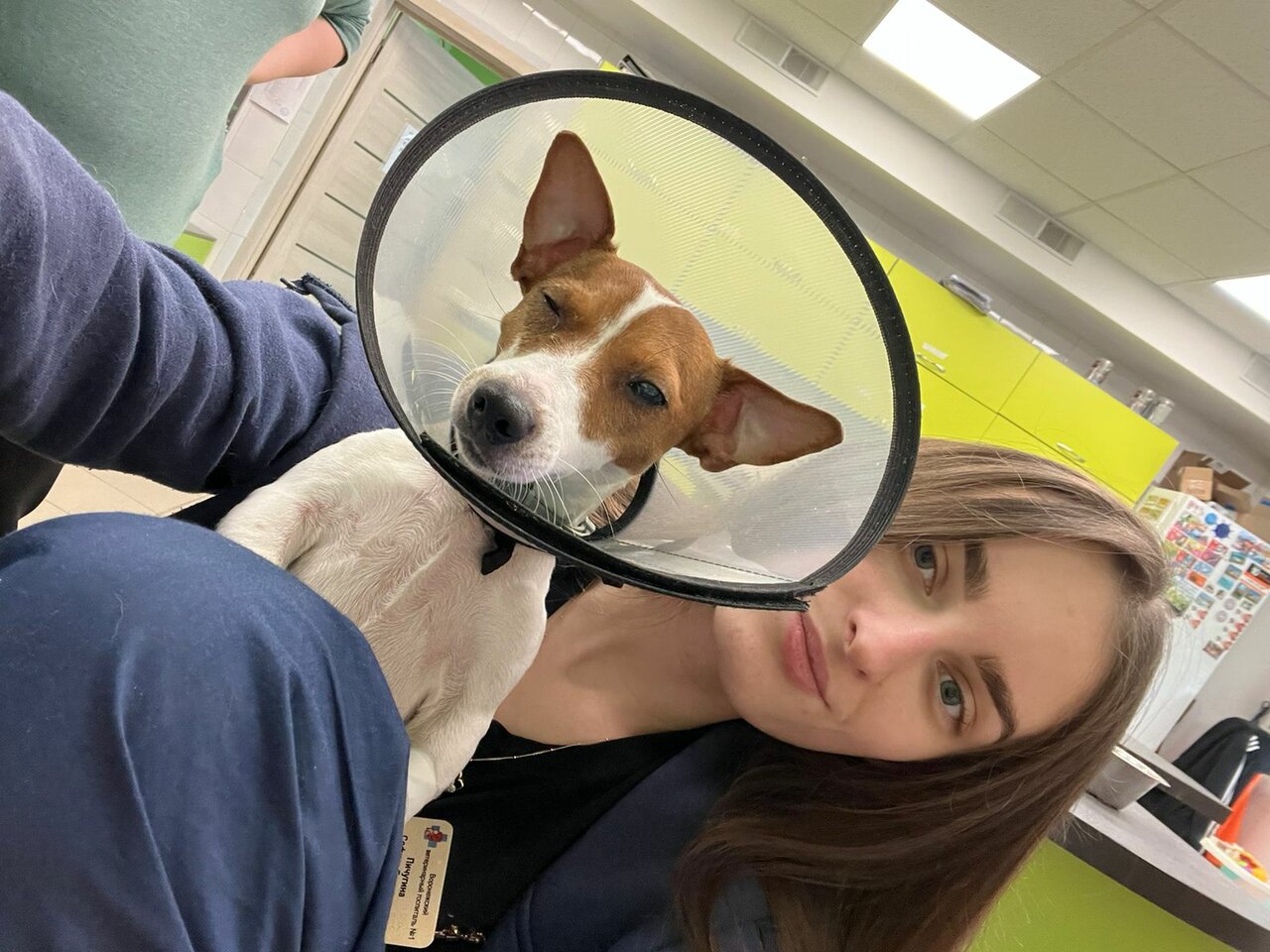 Конъюнктивит у собак