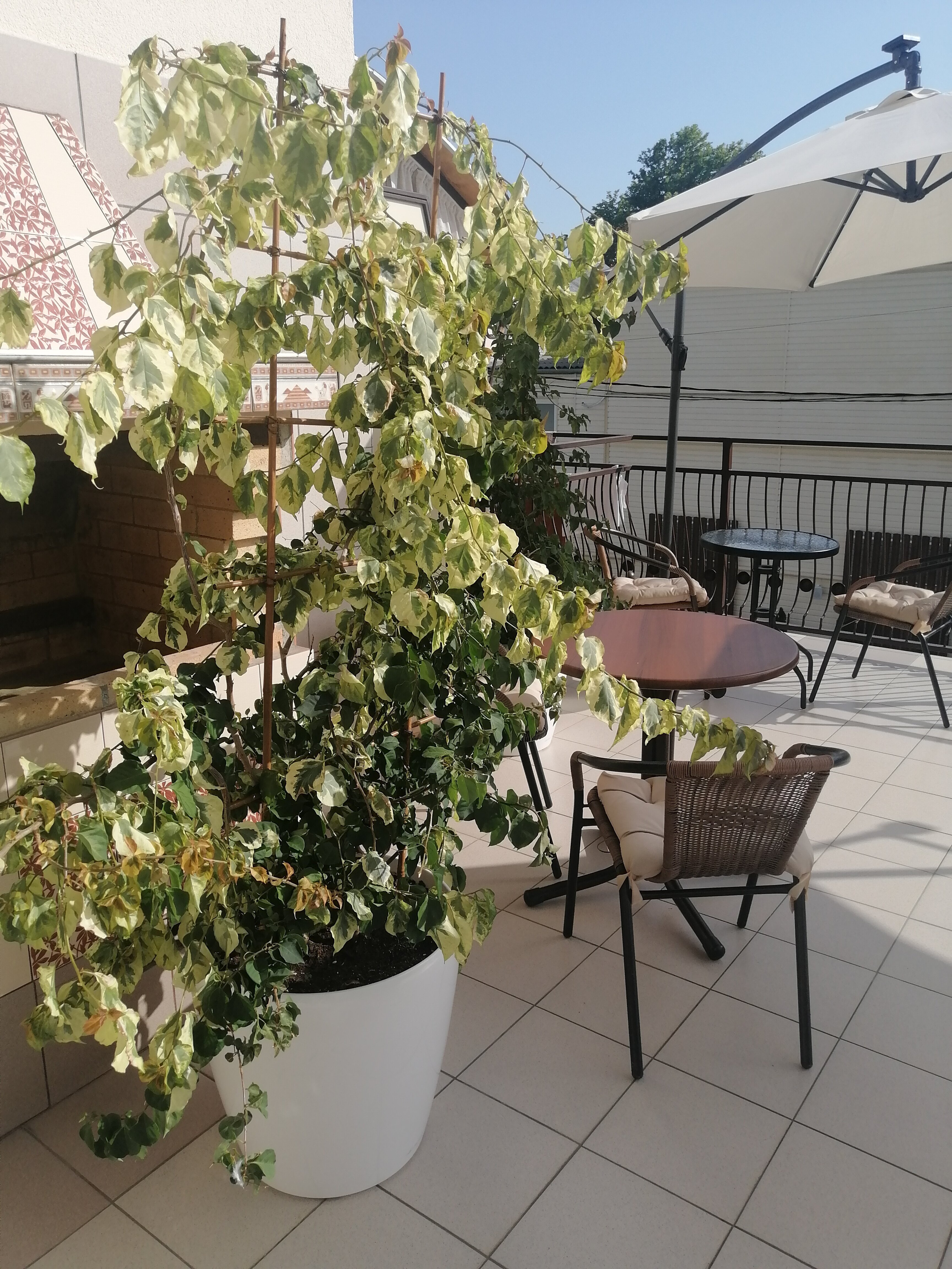 Фото Атланта