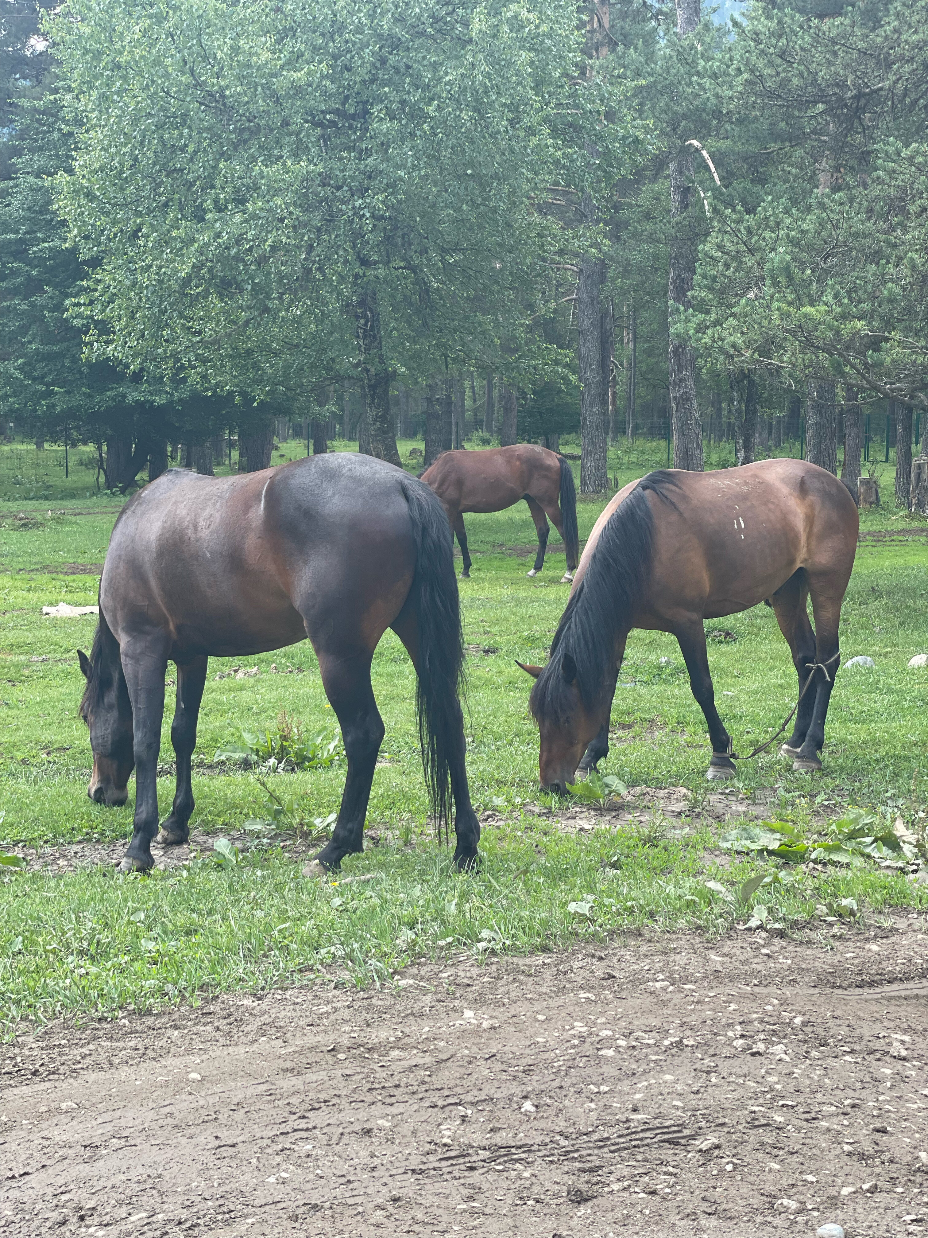 Фото Истера трэвл