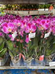 Buy orchids (Moscow Region, Krasnogorsk Urban District, Novorizhskoye shosse, 23-y kilometr, 2) ، محل زهور