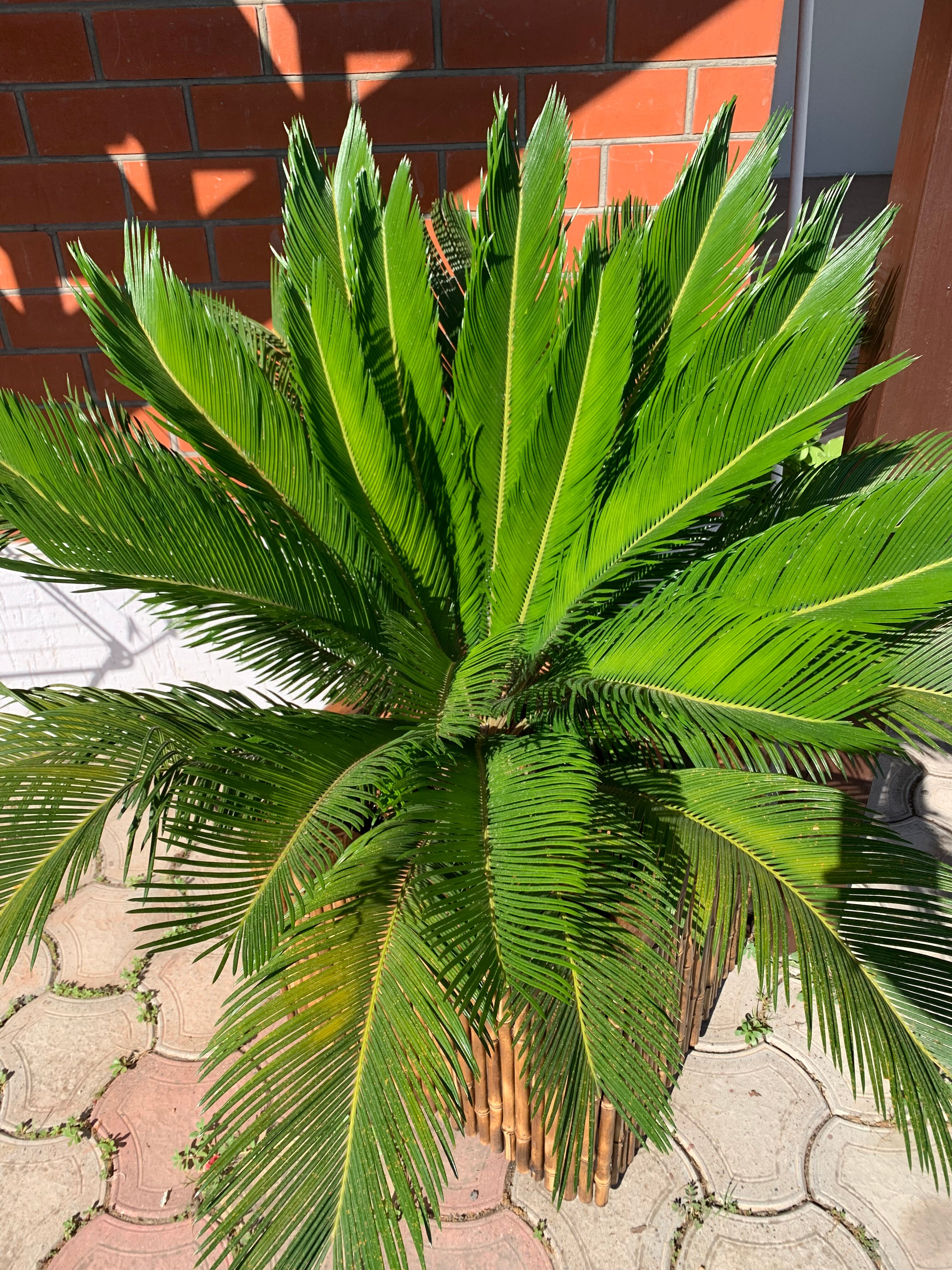 Фото Нинель