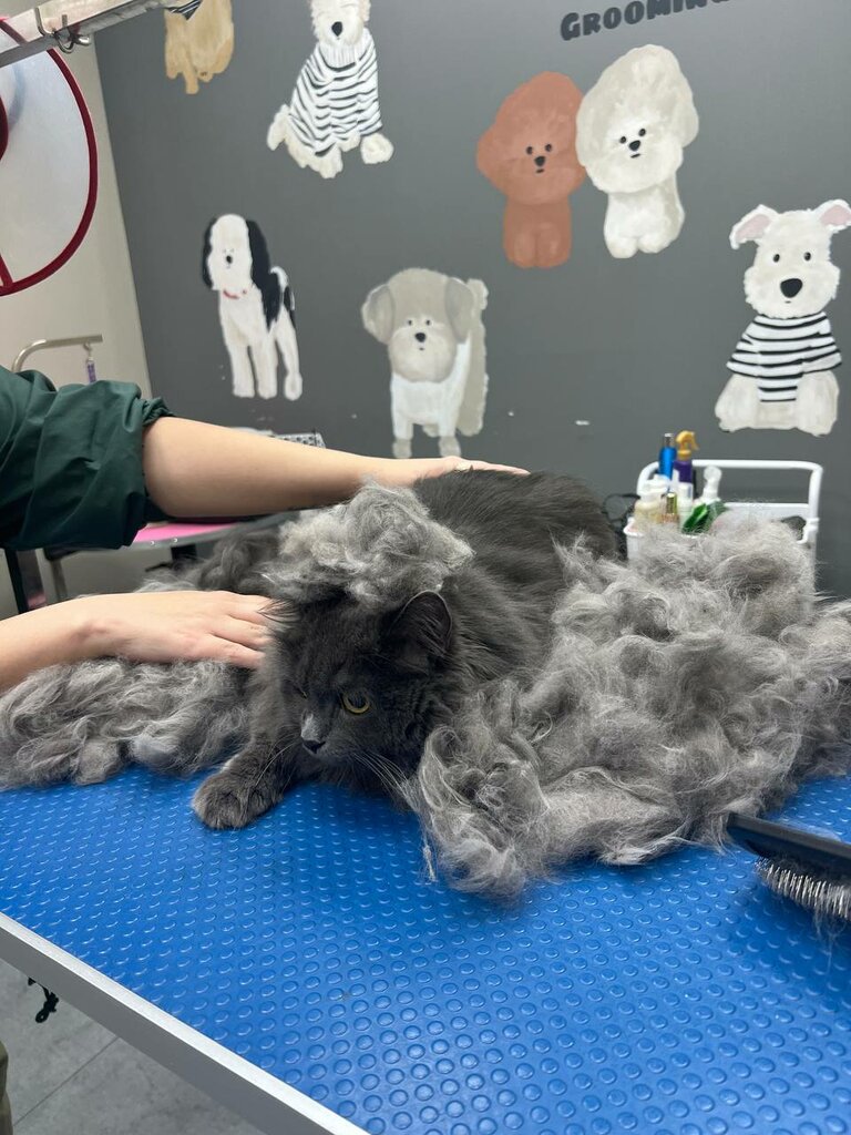 صالون حيوانات أليفة Grooming House ، يريفان، صورة
