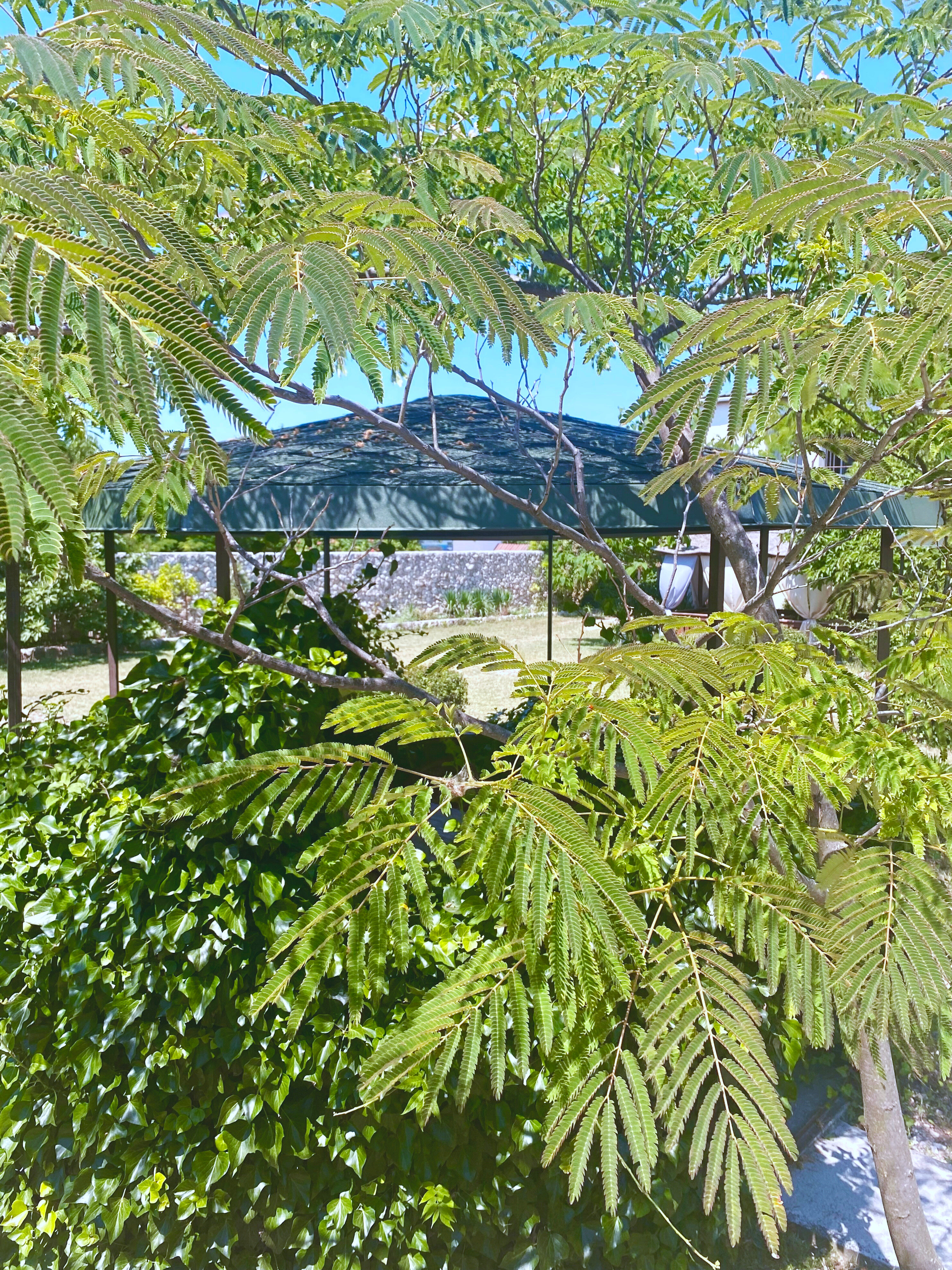 Фото АвокаДа