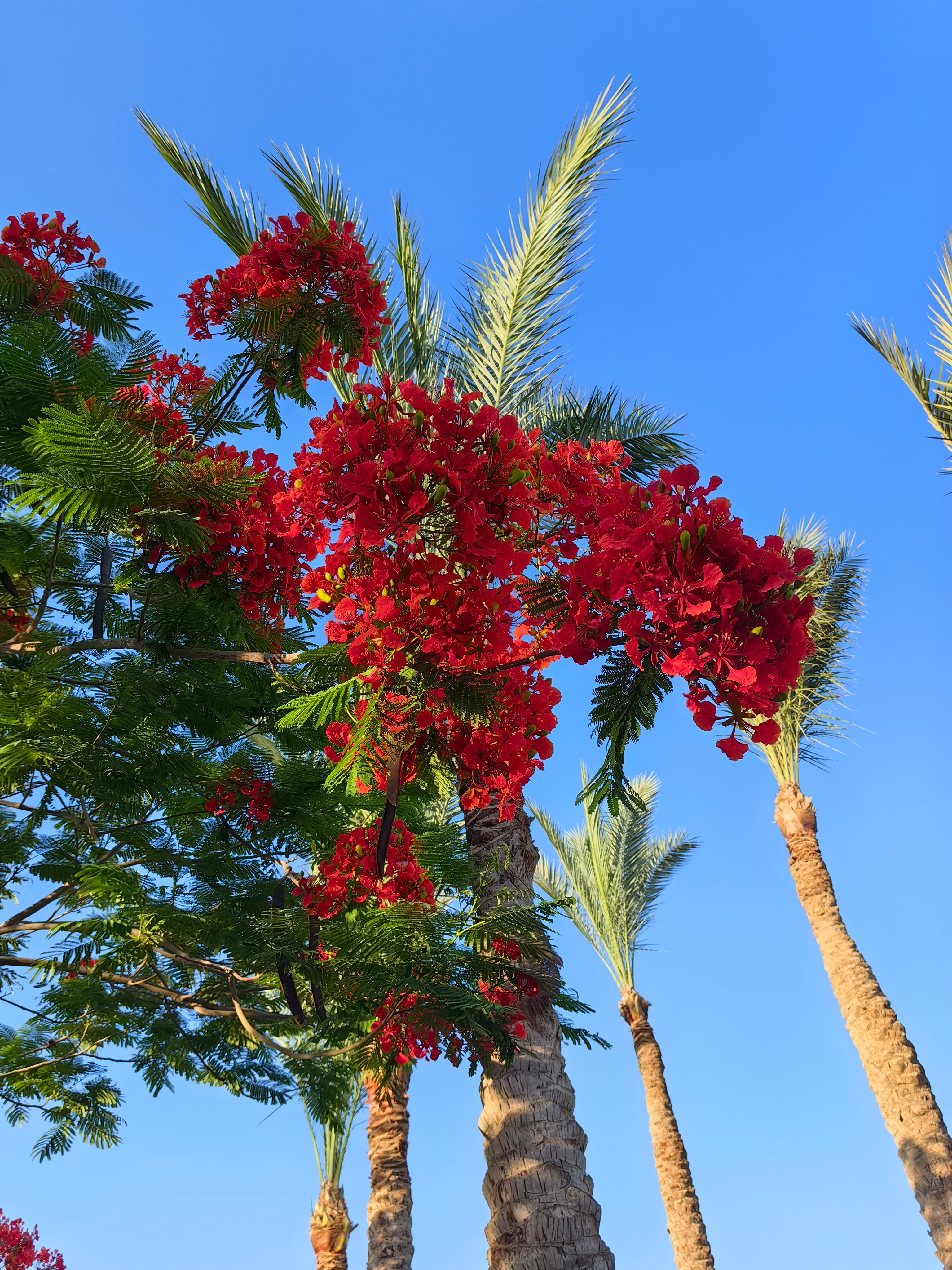 Фото Reef Oasis Blue Bay Resort