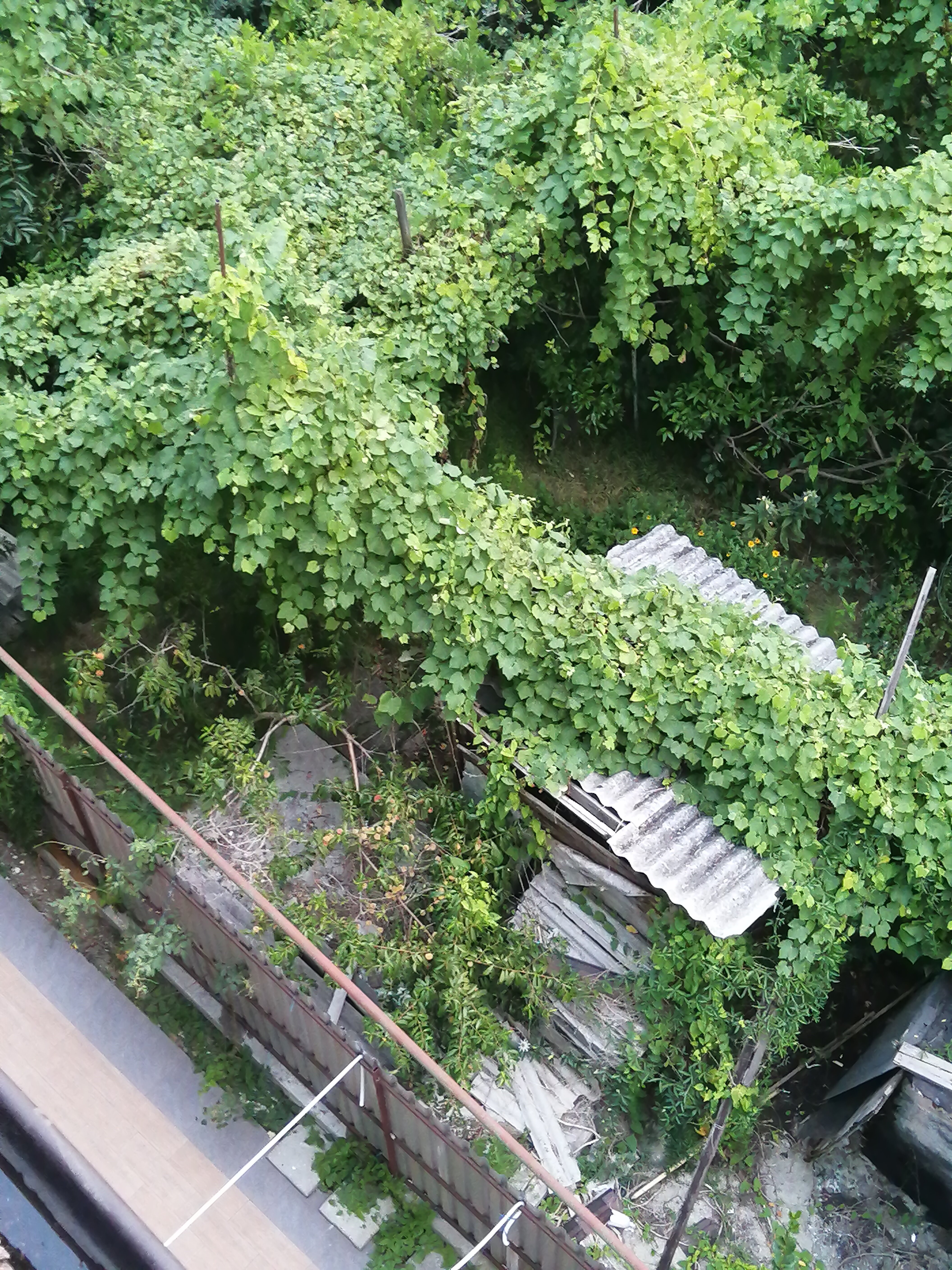 Фото Остров Сочи